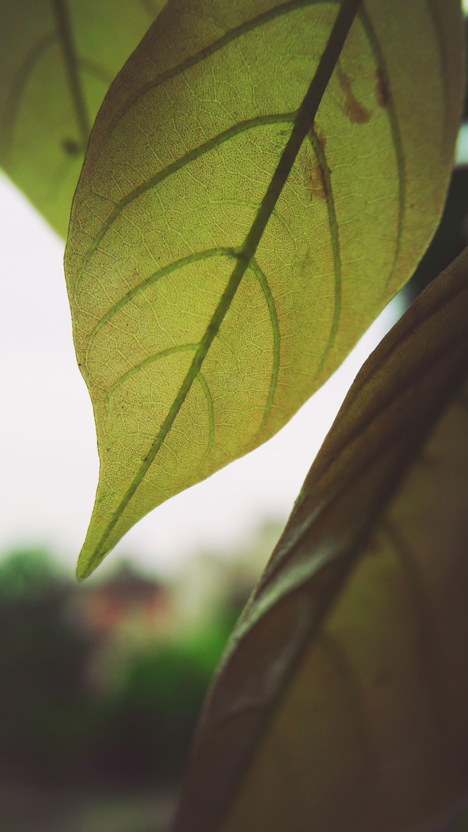 Samsung Galaxy J7 sample photo. Green, leaf photography