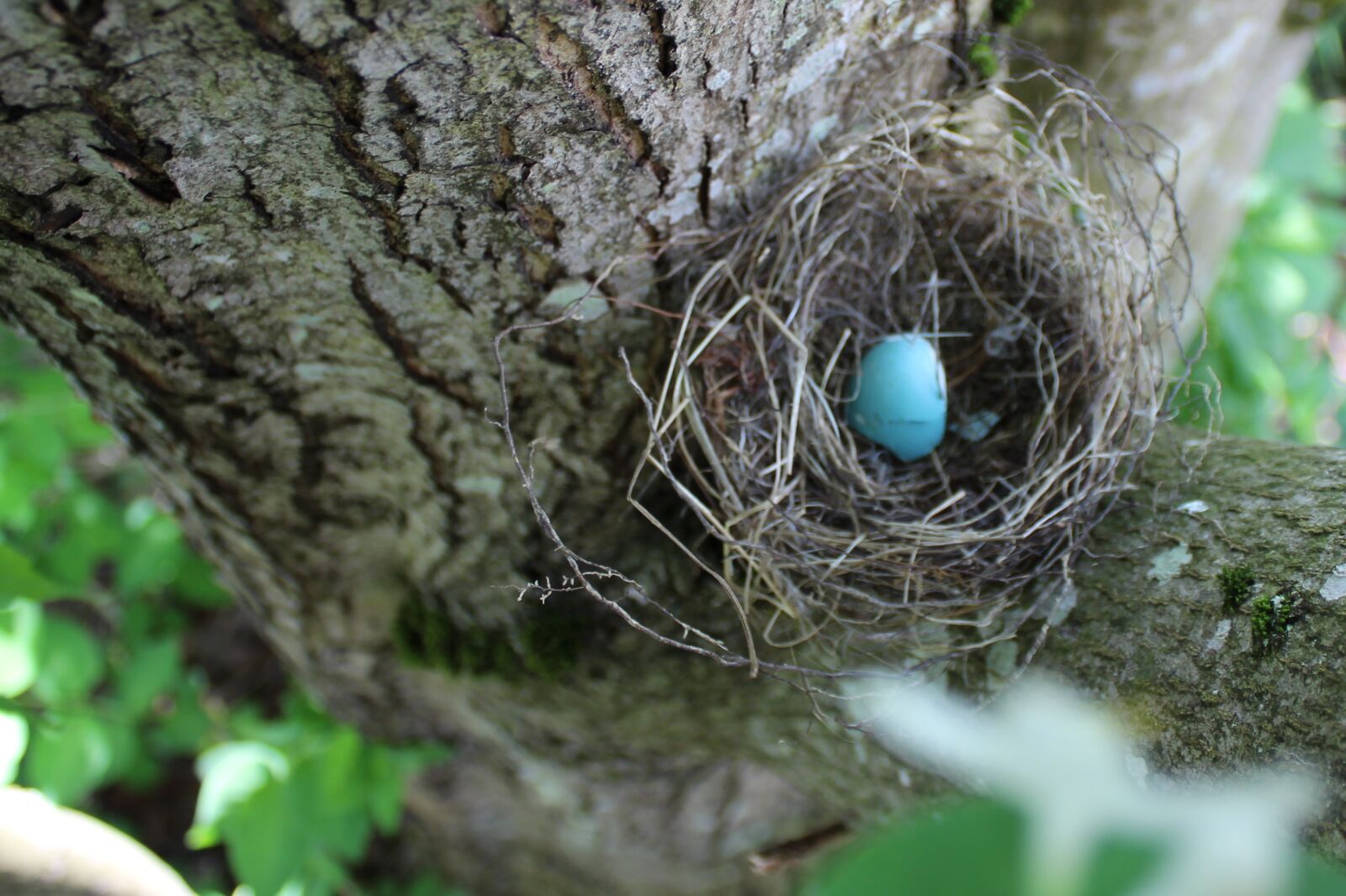 Canon EOS 700D (EOS Rebel T5i / EOS Kiss X7i) + Canon EF-S 18-55mm F3.5-5.6 IS sample photo. Egg, robin, spring photography