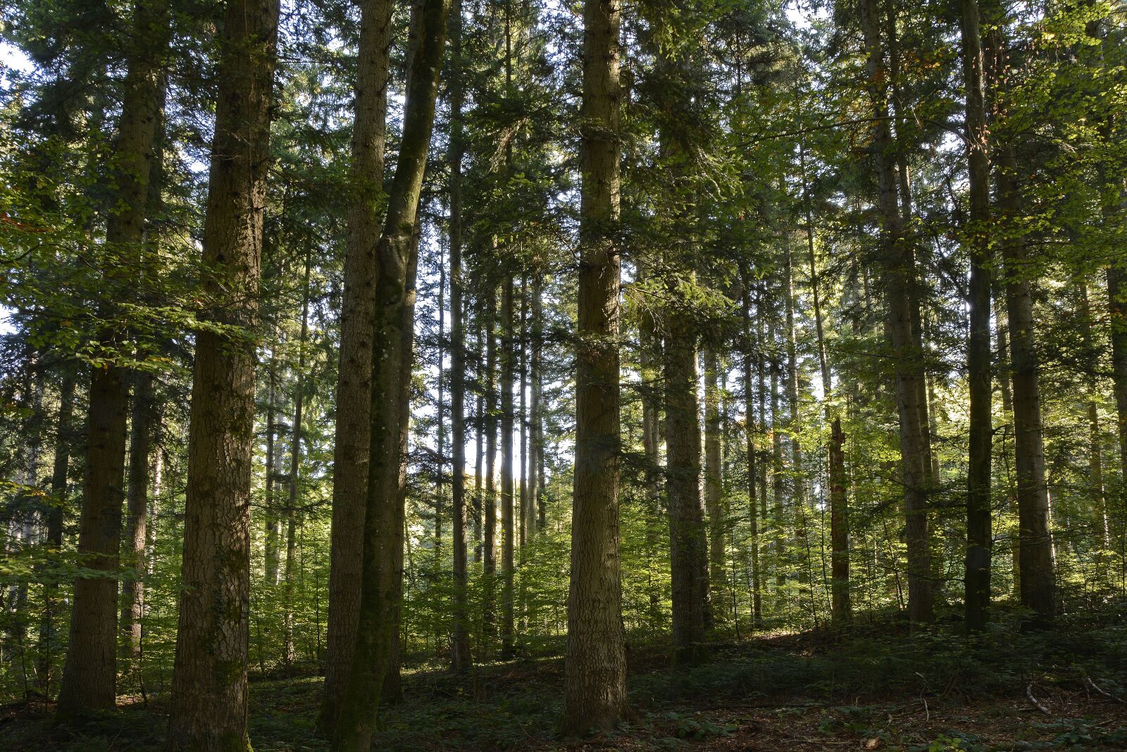 Nikon D7100 sample photo. Trees, forest, nature photography