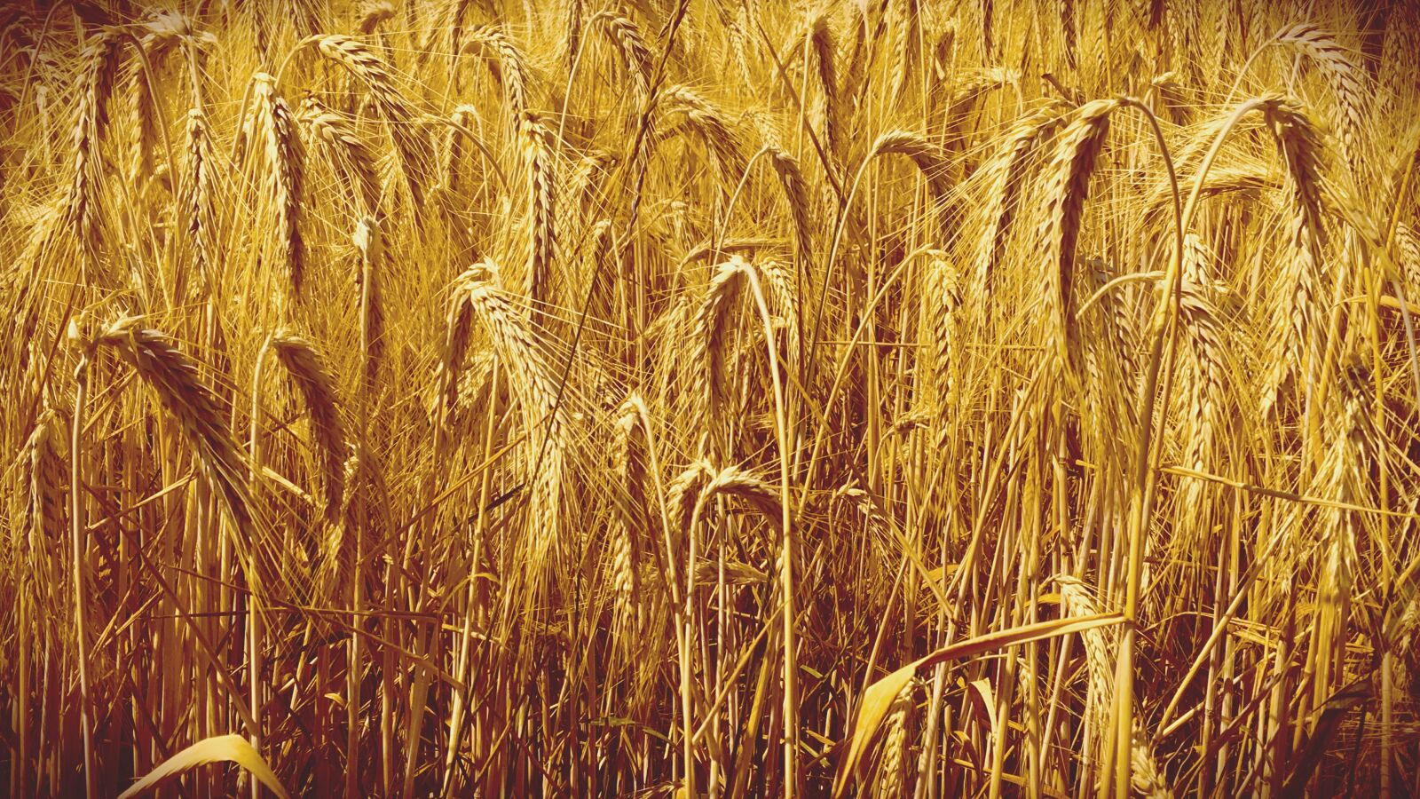 Apple iPhone 6s sample photo. Cereals, field, summer photography