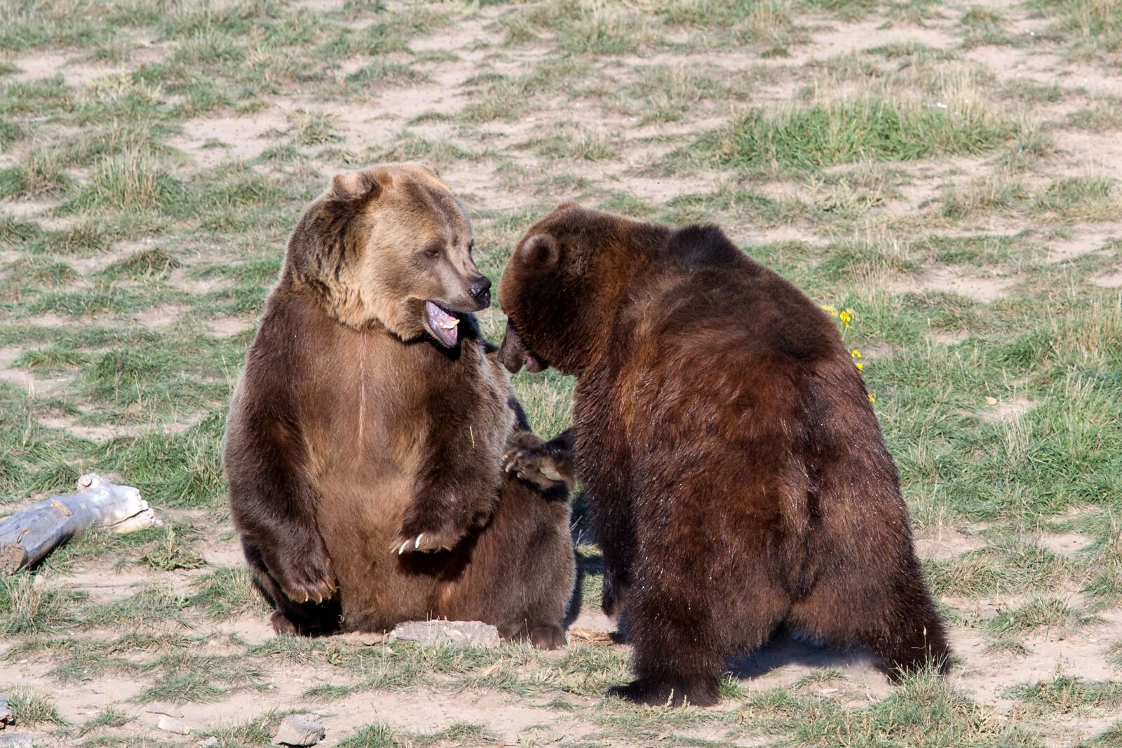 Canon EOS 7D sample photo. Grizzly bear, brown bear photography