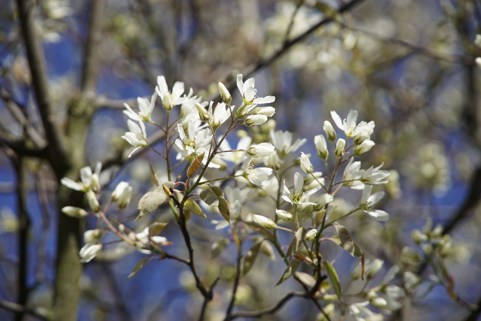 Sony a7R II + Sony E PZ 18-105mm F4 G OSS sample photo. Rock pear, serviceberry, white photography