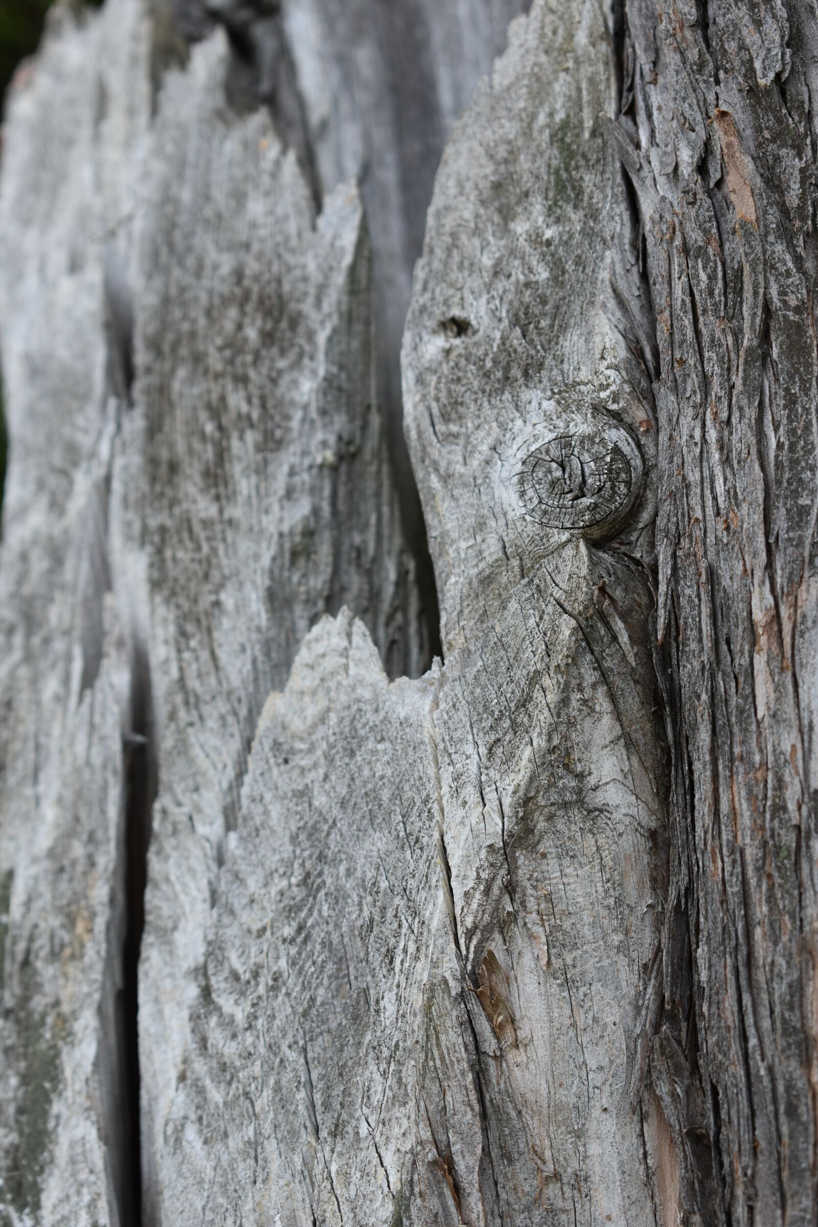 Nikon D3400 sample photo. Wood, bark, texture photography