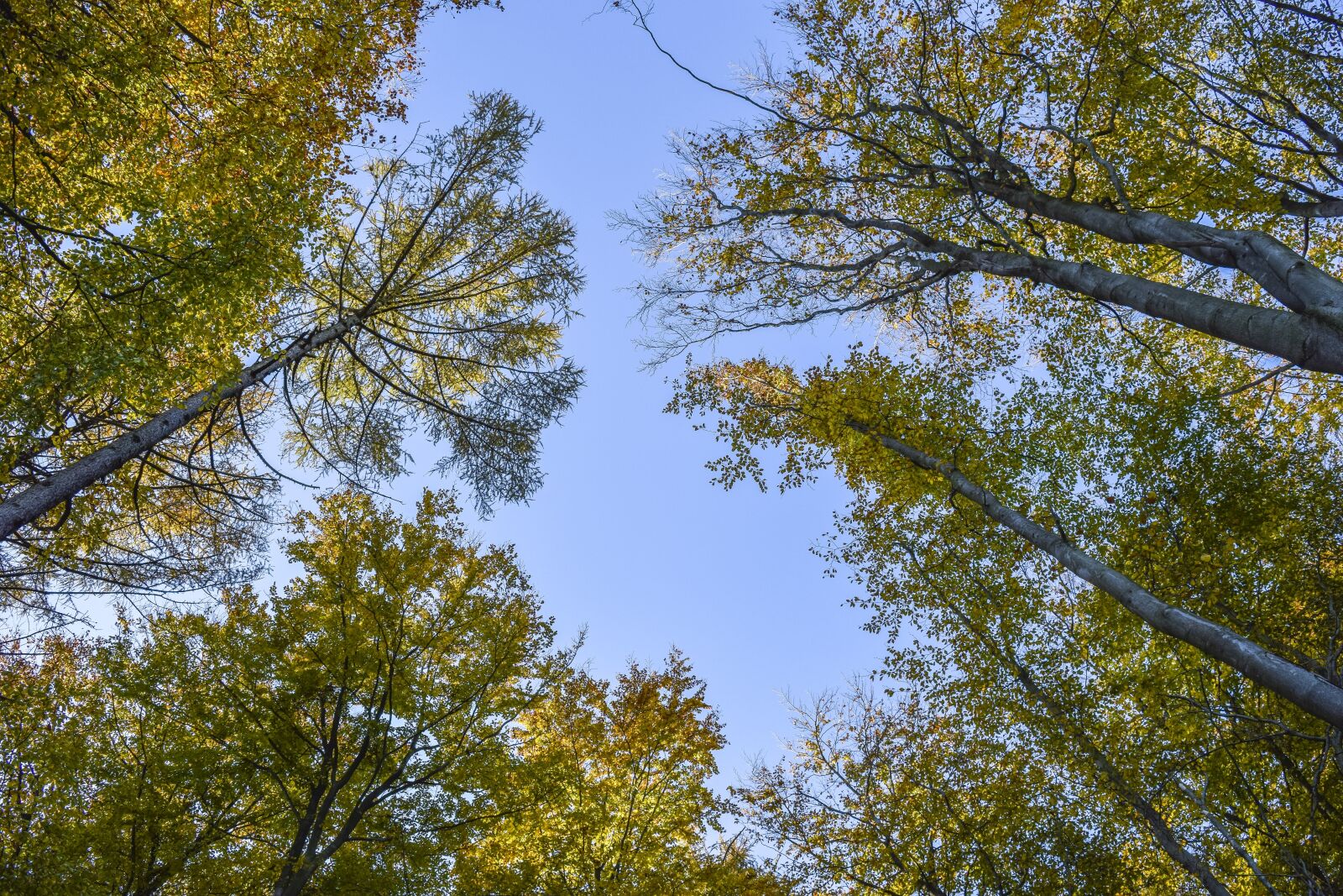Nikon D3300 sample photo. Trees, forest, nature photography