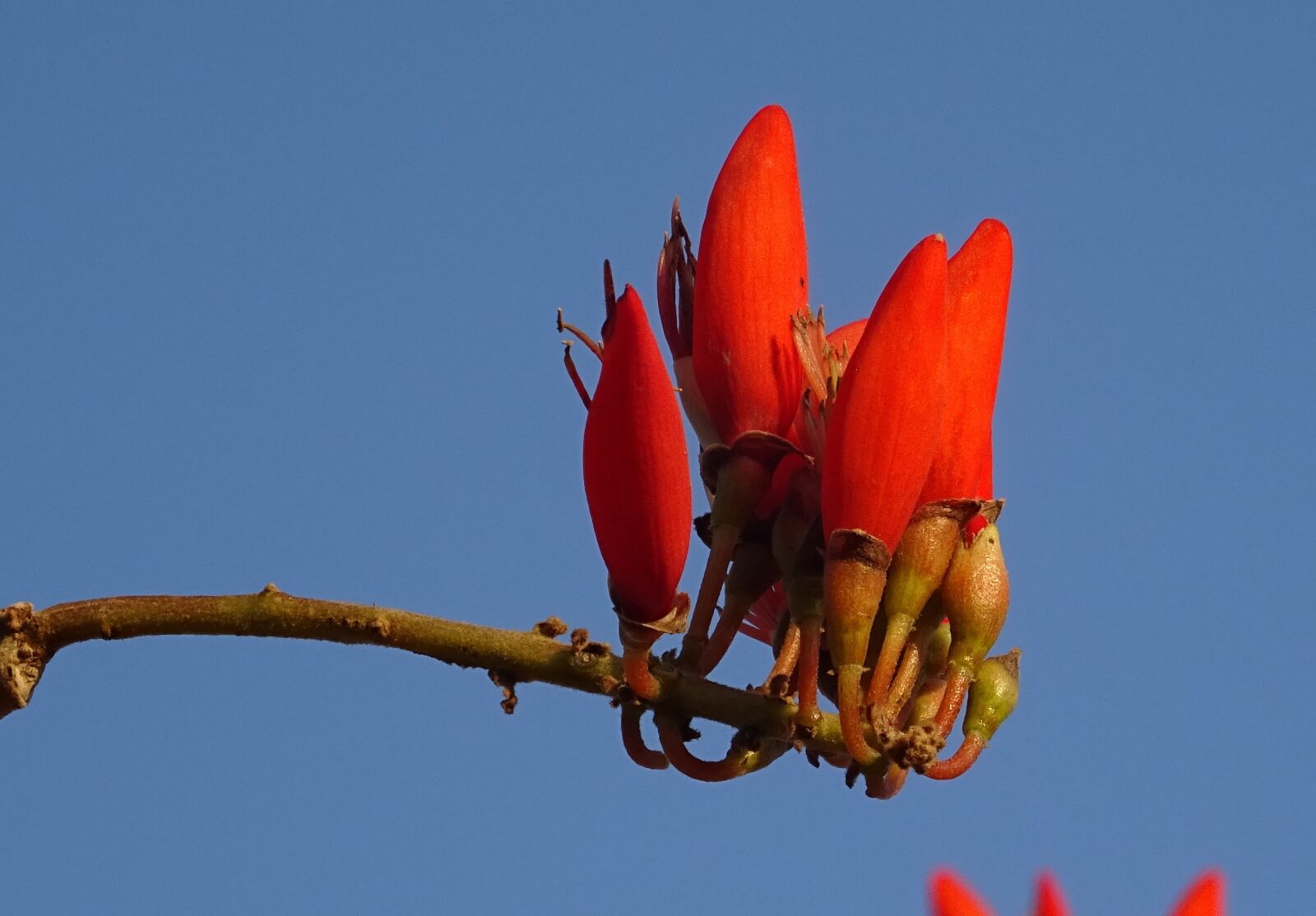 Sony DSC-HX60V sample photo. Flower, erythrina, indian coral photography