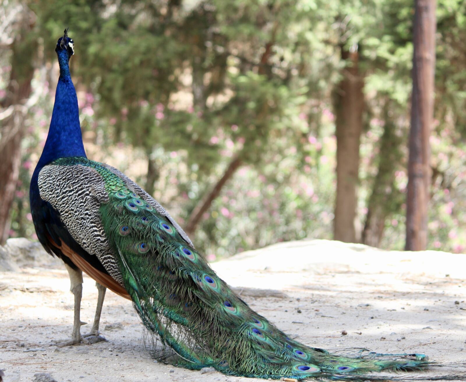 Canon EOS 1200D (EOS Rebel T5 / EOS Kiss X70 / EOS Hi) sample photo. Peacock, feather, colorful photography