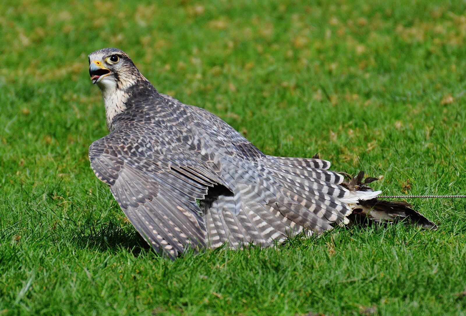 Nikon D3200 sample photo. Falcon, wildpark poing, raptor photography