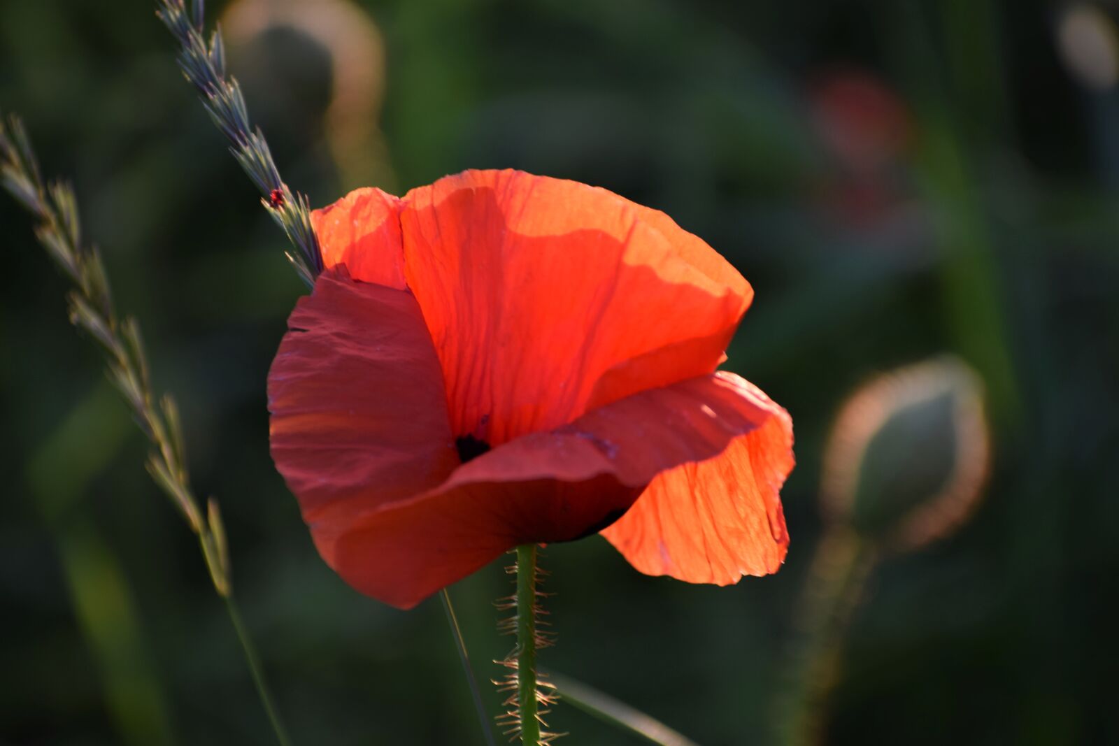 Nikon D3300 sample photo. Red poppy, sunset, golden photography