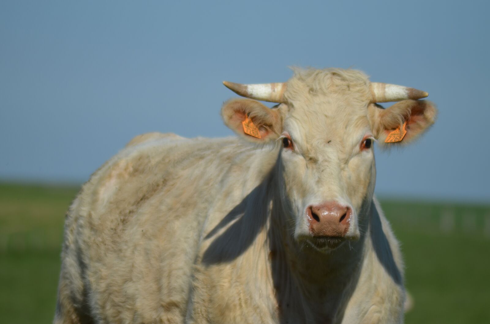Nikon D5100 sample photo. Cow, agriculture, breeding photography