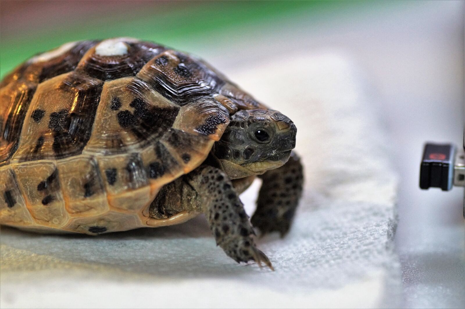 Sony SLT-A58 sample photo. Turtle, cub, reptile photography