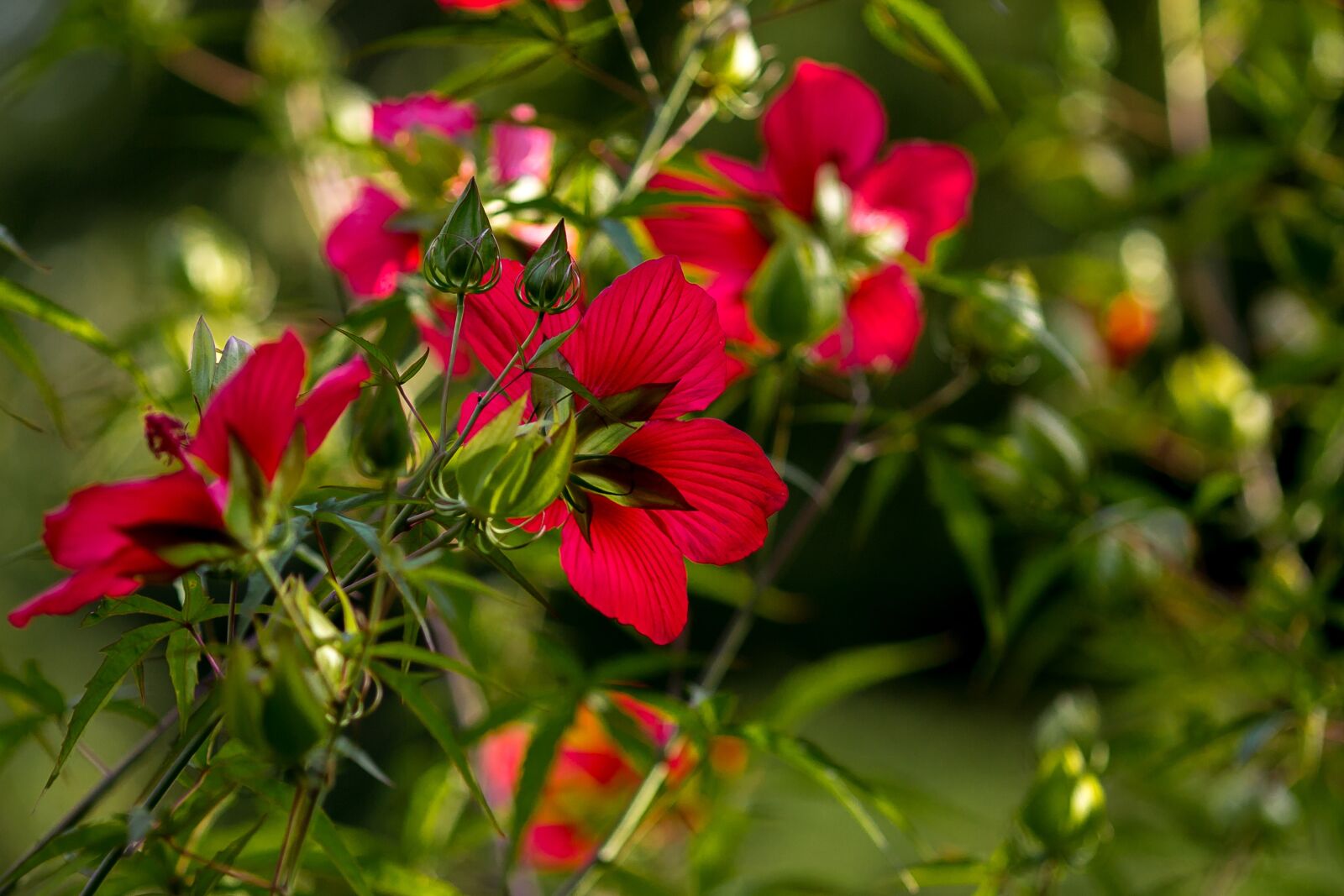 Canon EOS 5D Mark III + Canon EF 135mm F2L USM sample photo. Nature, flower, garden photography