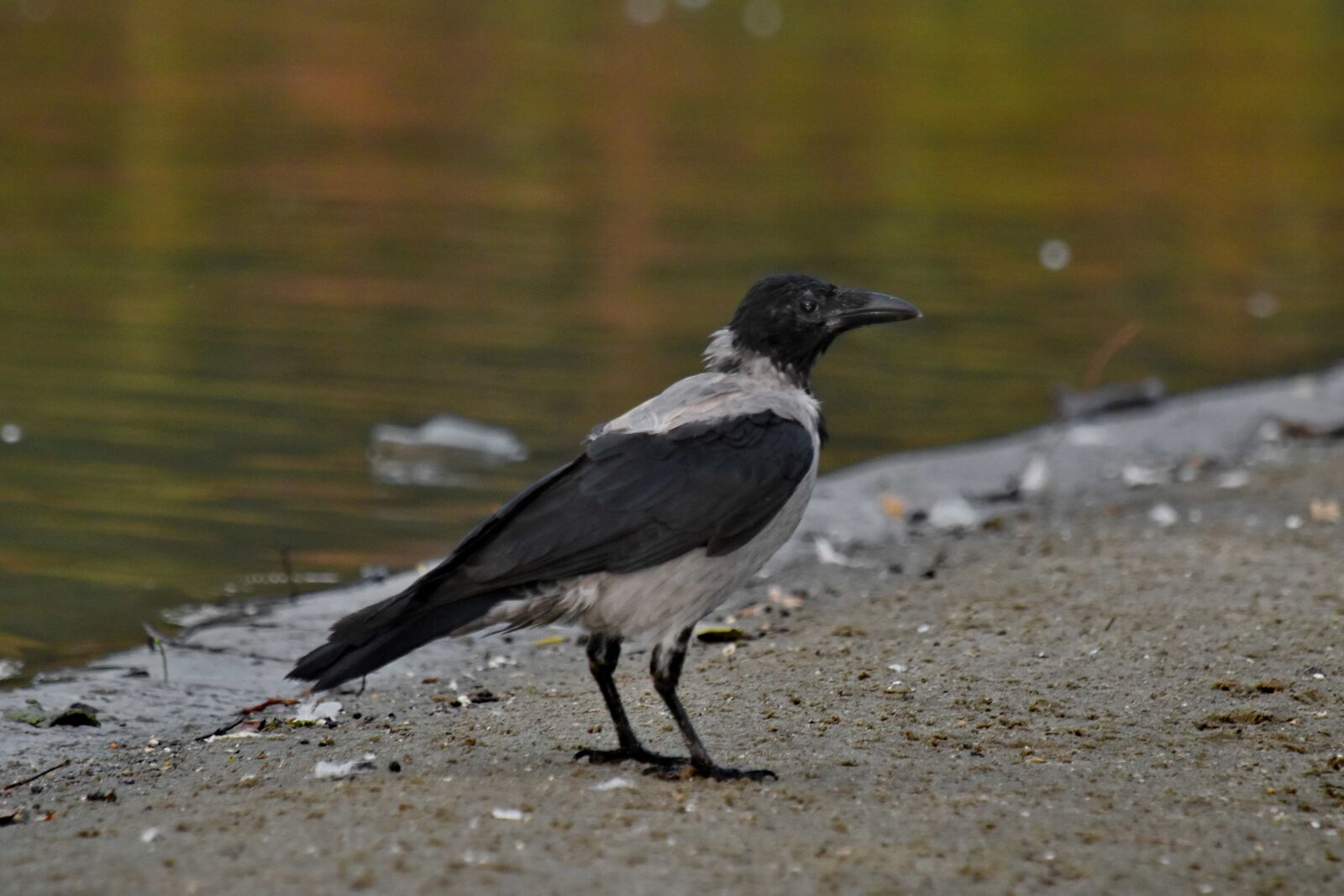 Nikon D5500 sample photo. Black bird, coastline, crown photography