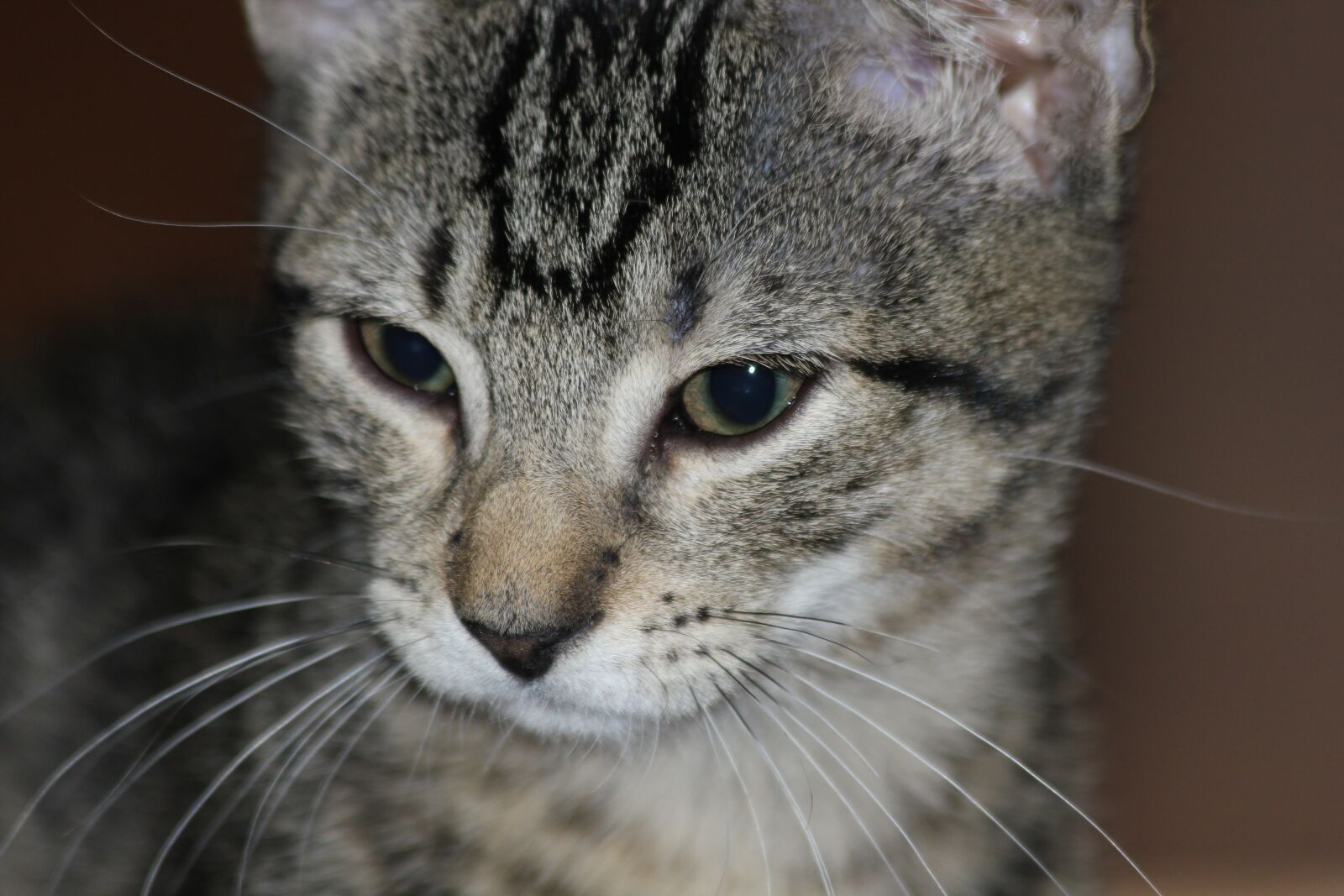 Canon EOS 550D (EOS Rebel T2i / EOS Kiss X4) sample photo. Cat, hair, kitten photography