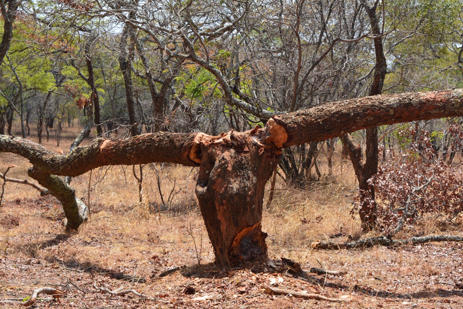 Nikon D5200 sample photo. Deforestation, tree cutting, logging photography