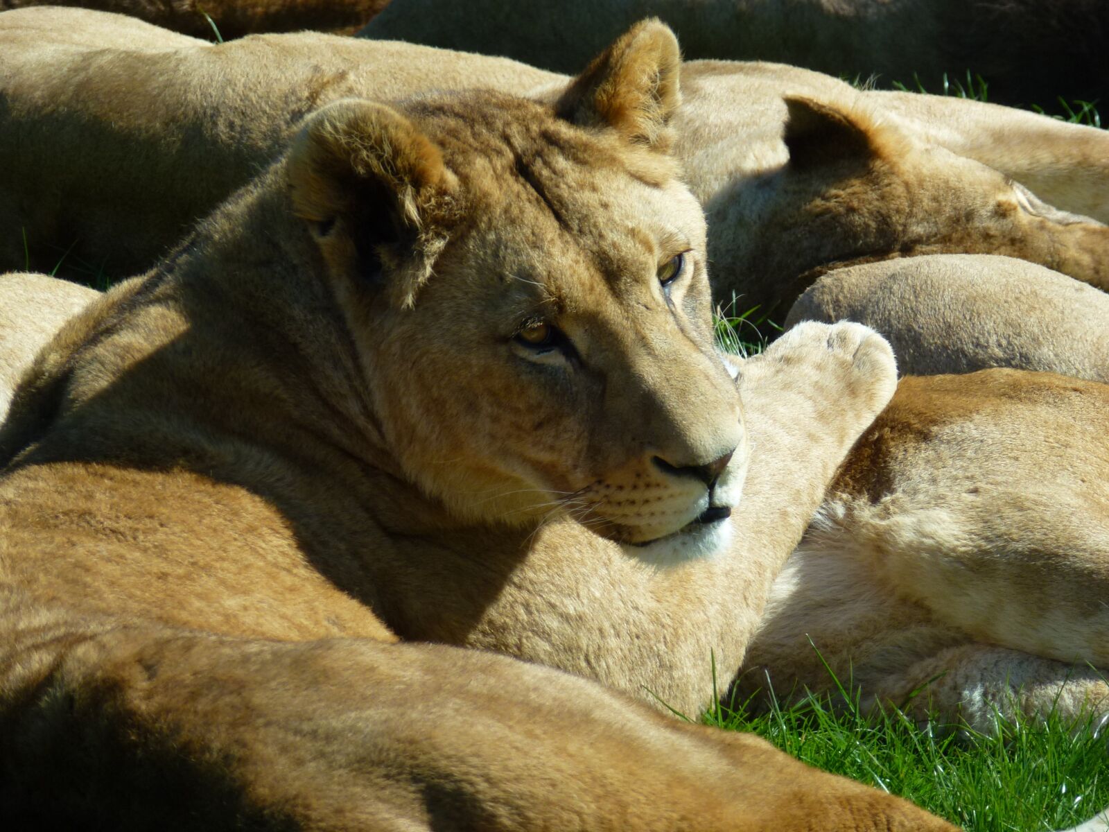 Panasonic Lumix DMC-ZS10 (Lumix DMC-TZ20 / Lumix DMC-TZ22) sample photo. Lioness, longleat, sun bathing photography