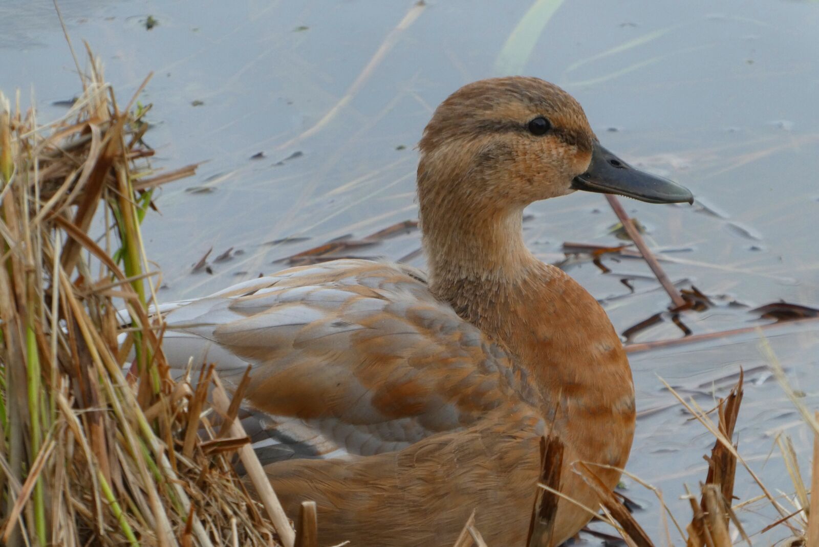 Panasonic Lumix DC-ZS70 (Lumix DC-TZ90) sample photo. Duck, ditch, camouflage photography