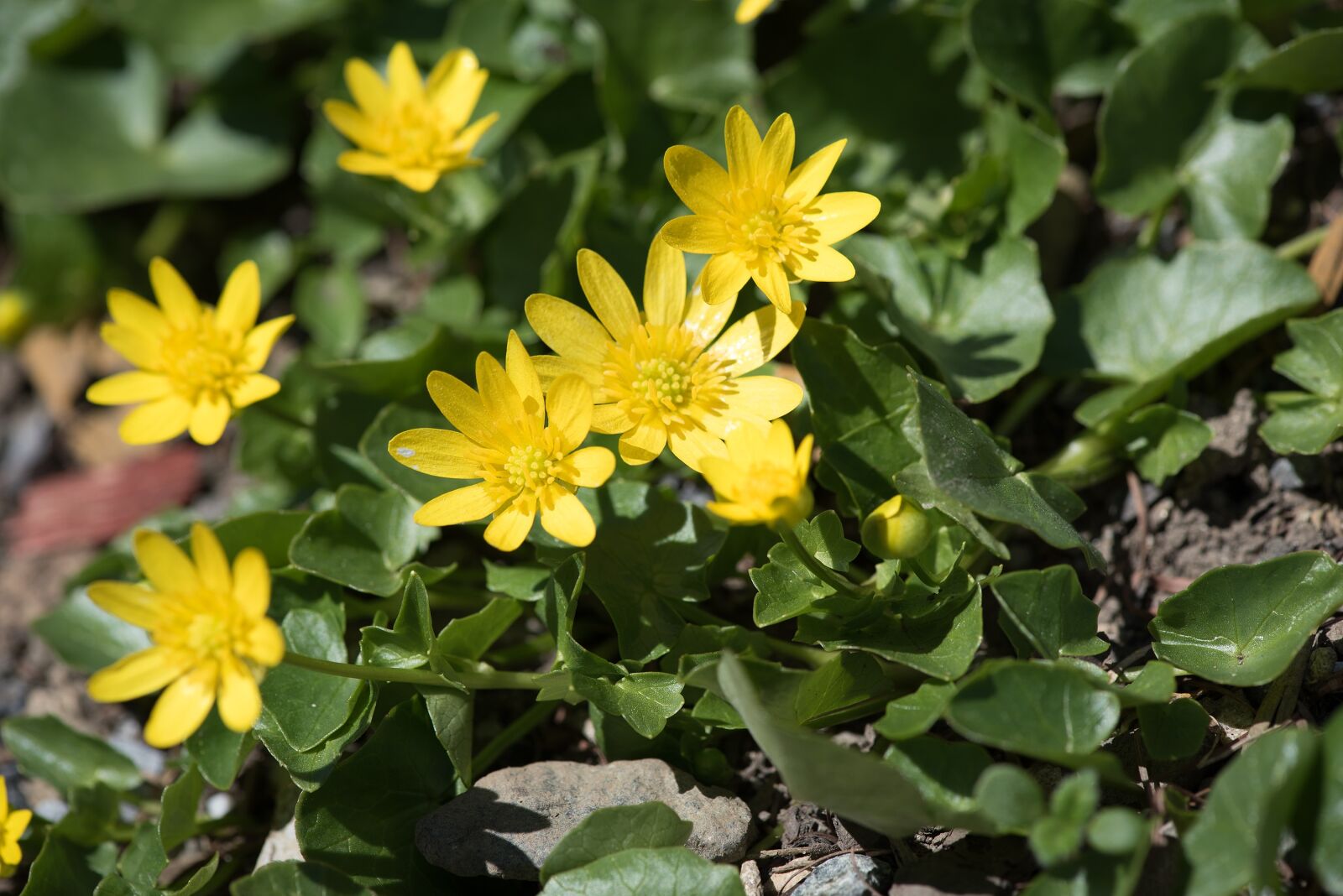 Nikon D750 sample photo. Celandine, yellow, yellow flowers photography