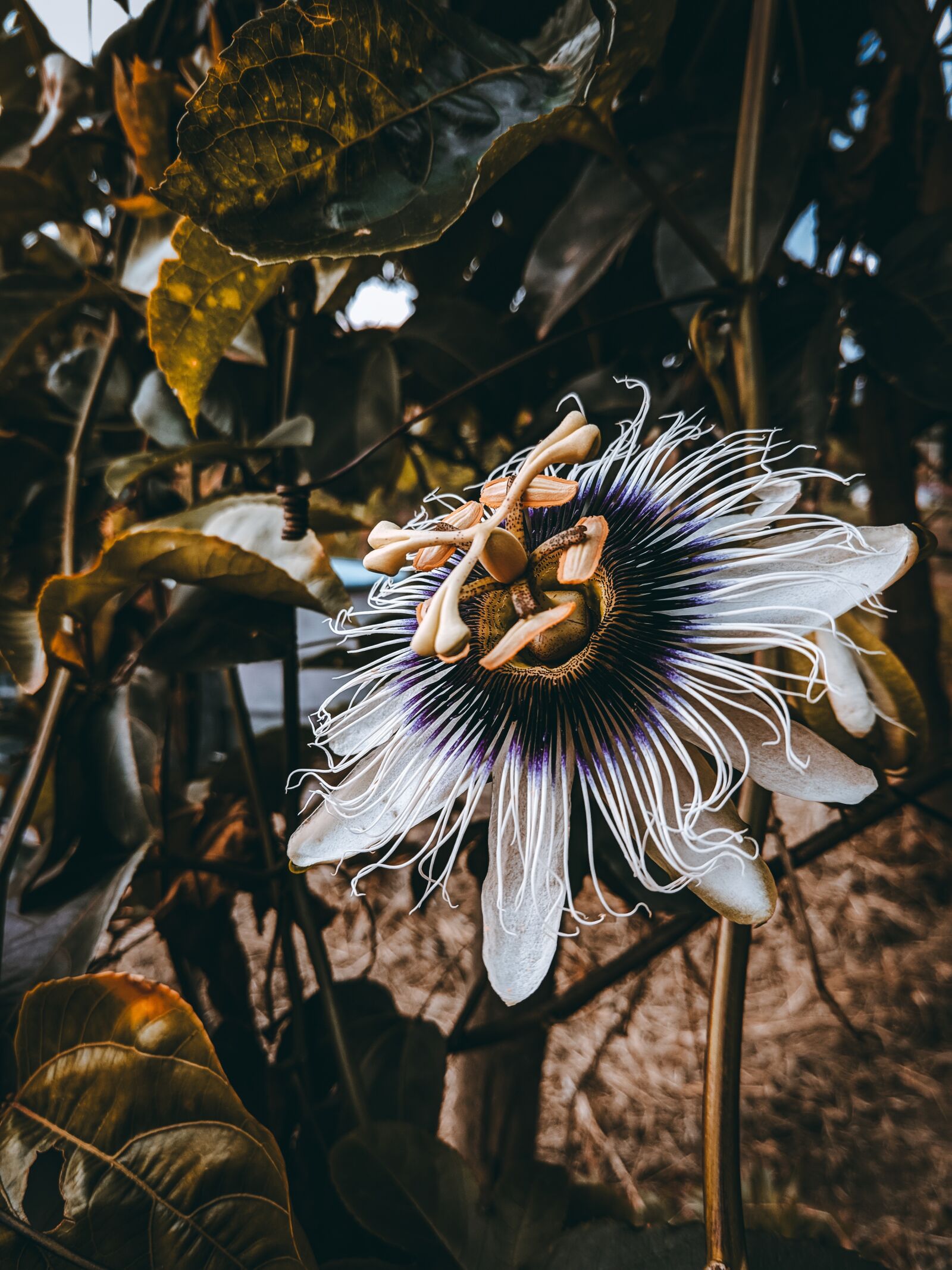 Motorola moto x4 sample photo. Passion fruit, flower, nature photography