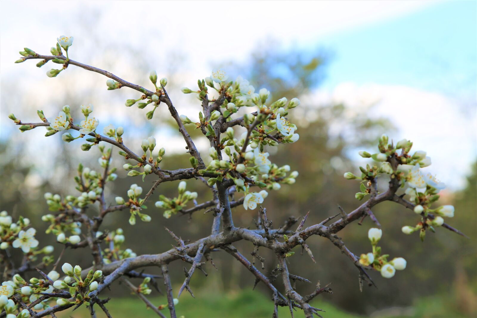Canon EF 24-105mm F4L IS USM sample photo. Bud, tree, nature photography