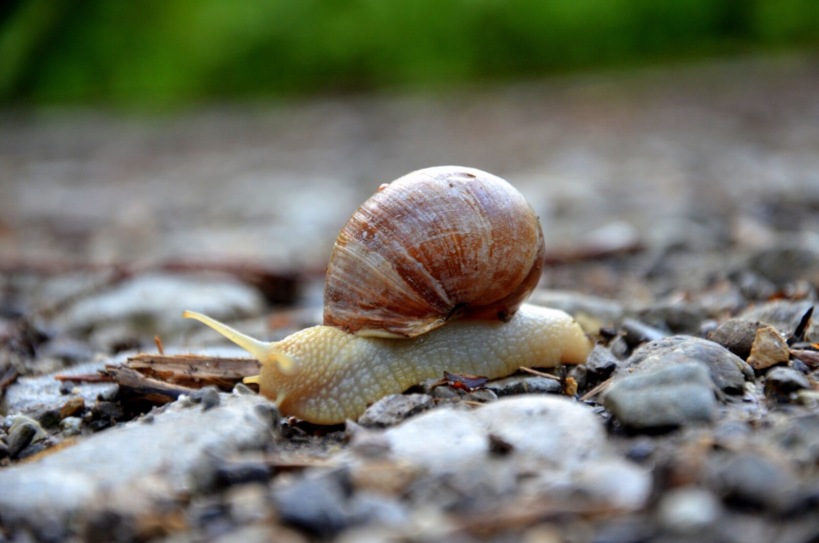 Nikon D5100 sample photo. Snail, shell, mollusk photography
