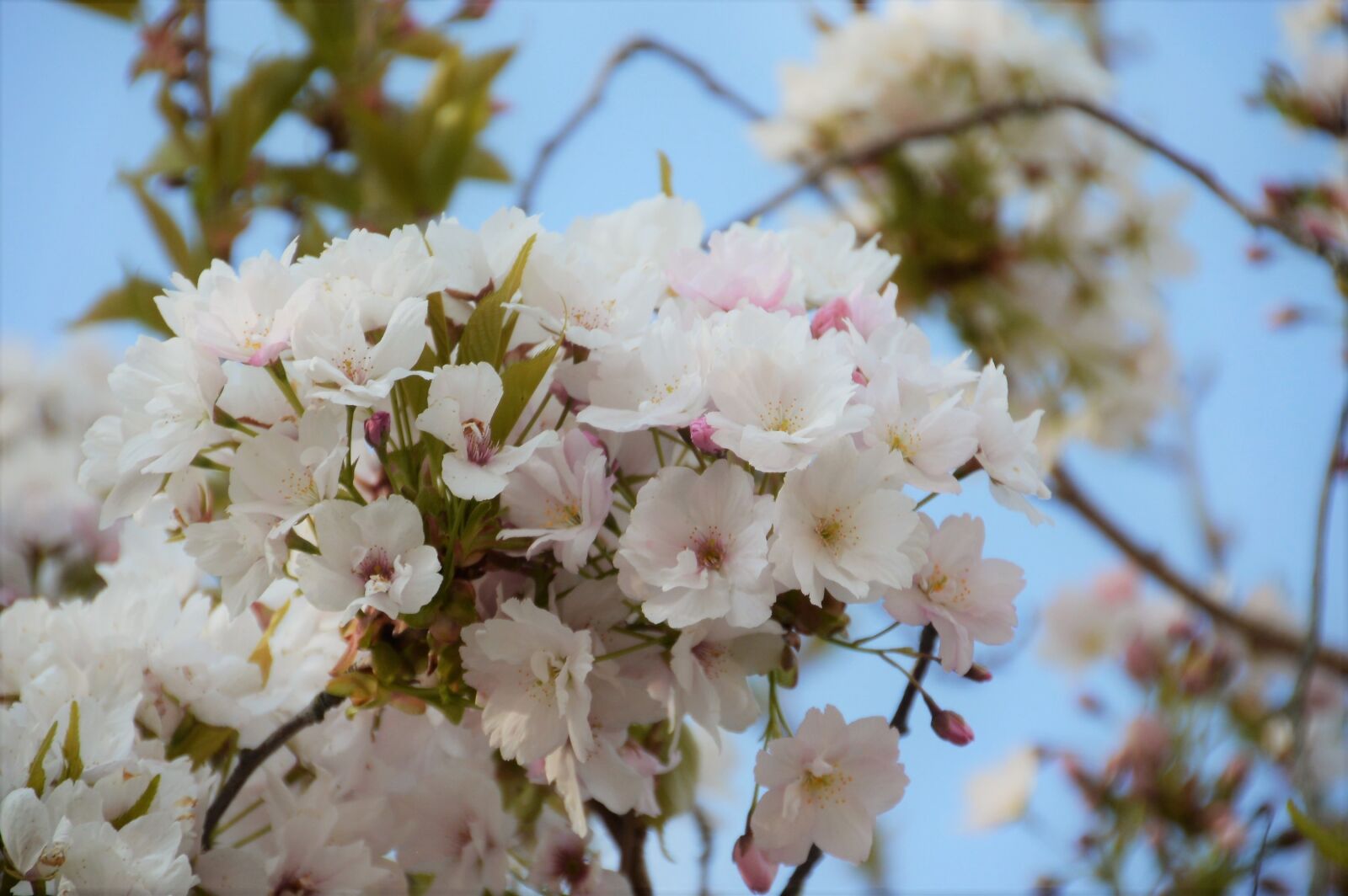 Nikon D3200 sample photo. Sakura, cherry, japan photography