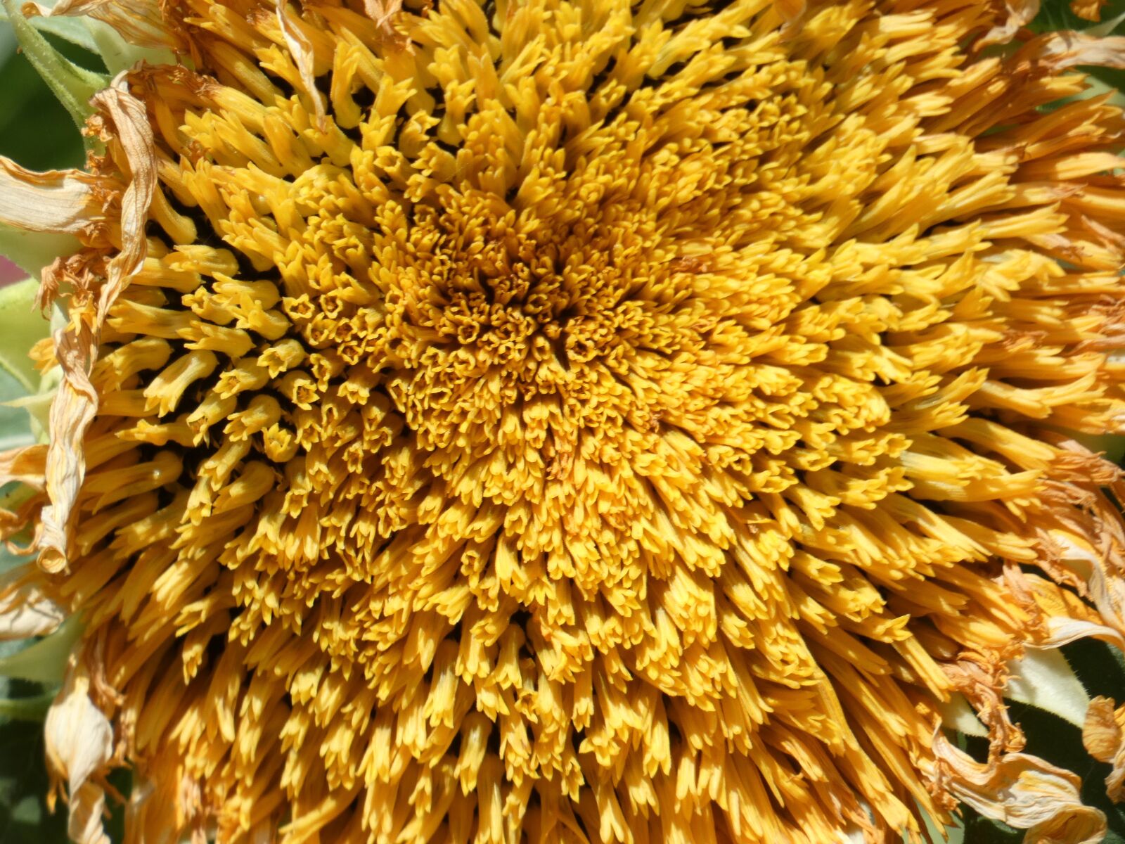 Panasonic Lumix DC-FZ80 (Lumix DC-FZ82) sample photo. Sunflower, sun, yellow photography