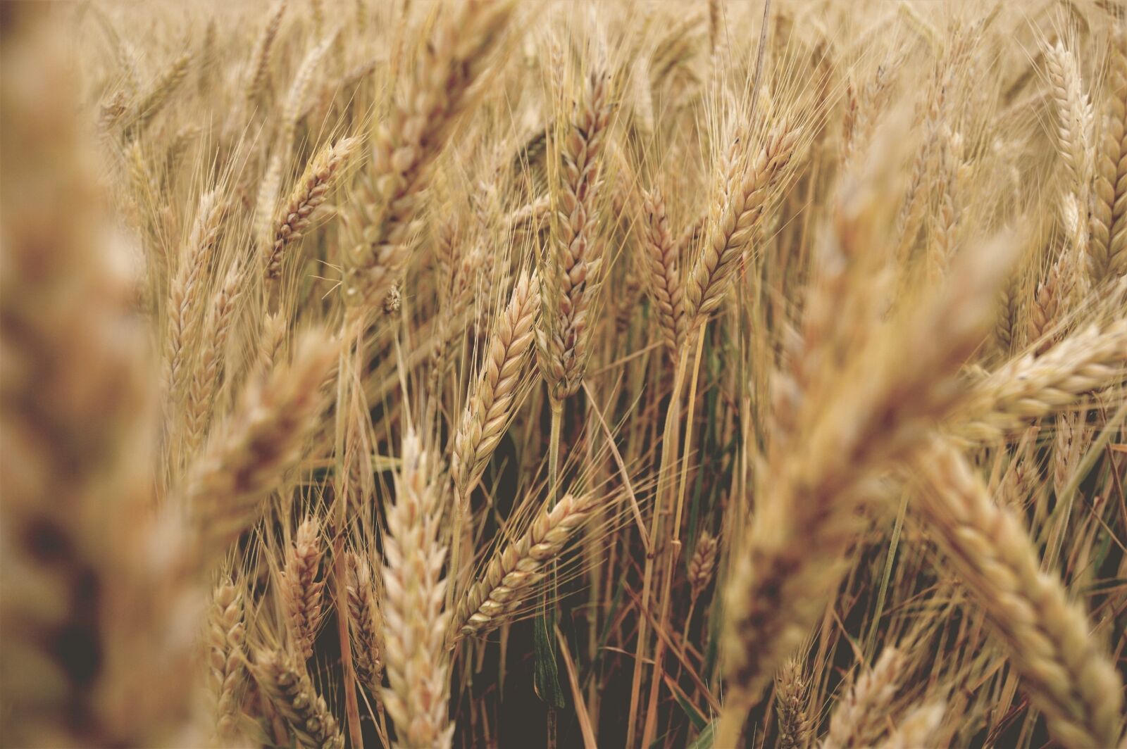 Nikon D3200 sample photo. Wheat, go, summer photography