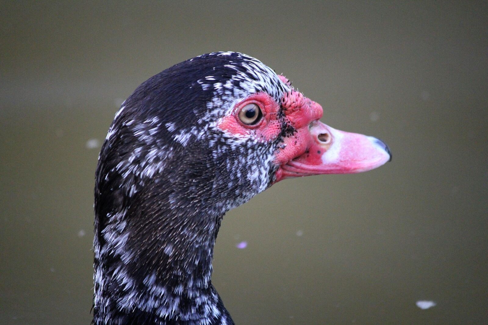 Canon EOS 60D sample photo. Duck, waterfowl, hair photography