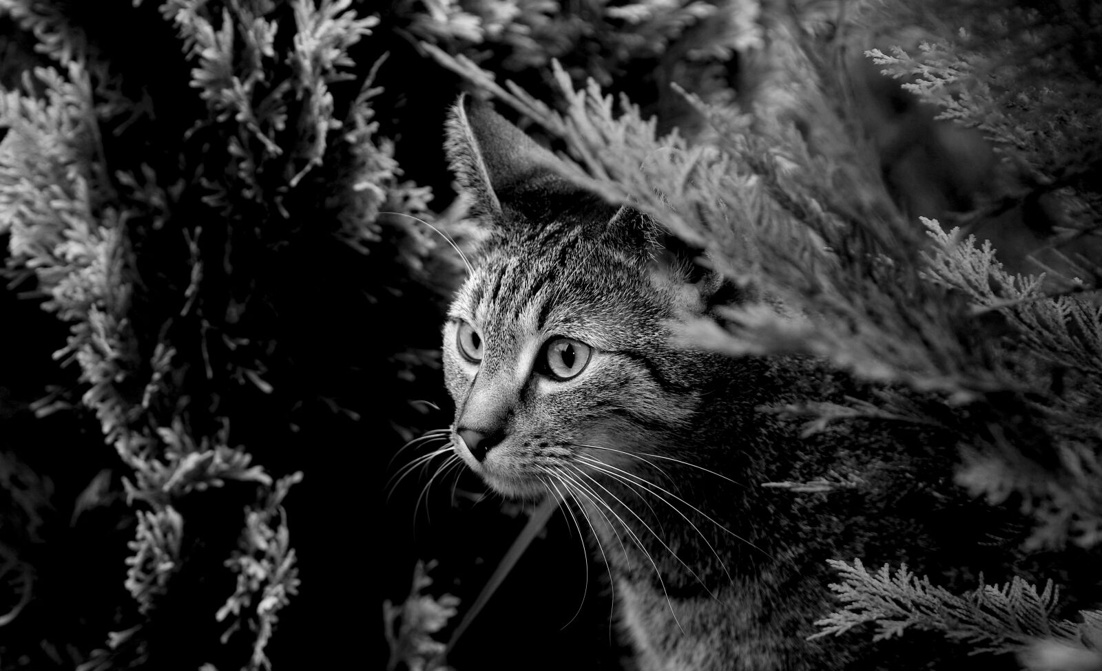Canon EOS 80D sample photo. Cat, kitten, animals photography