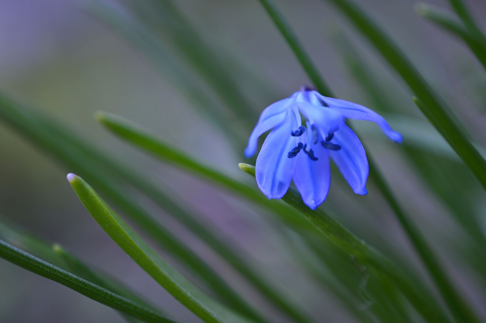 Nikon D3200 sample photo. Blue star, scilla, scilloideae photography