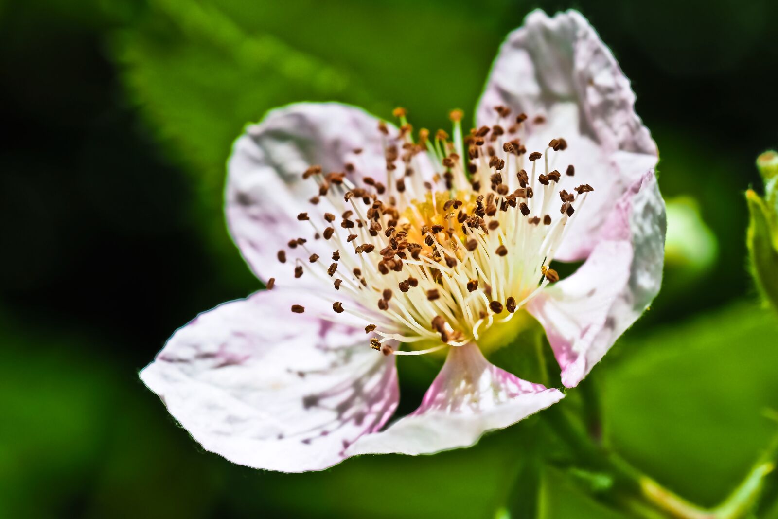 Olympus OM-D E-M10 sample photo. Flower, bloom, nature photography