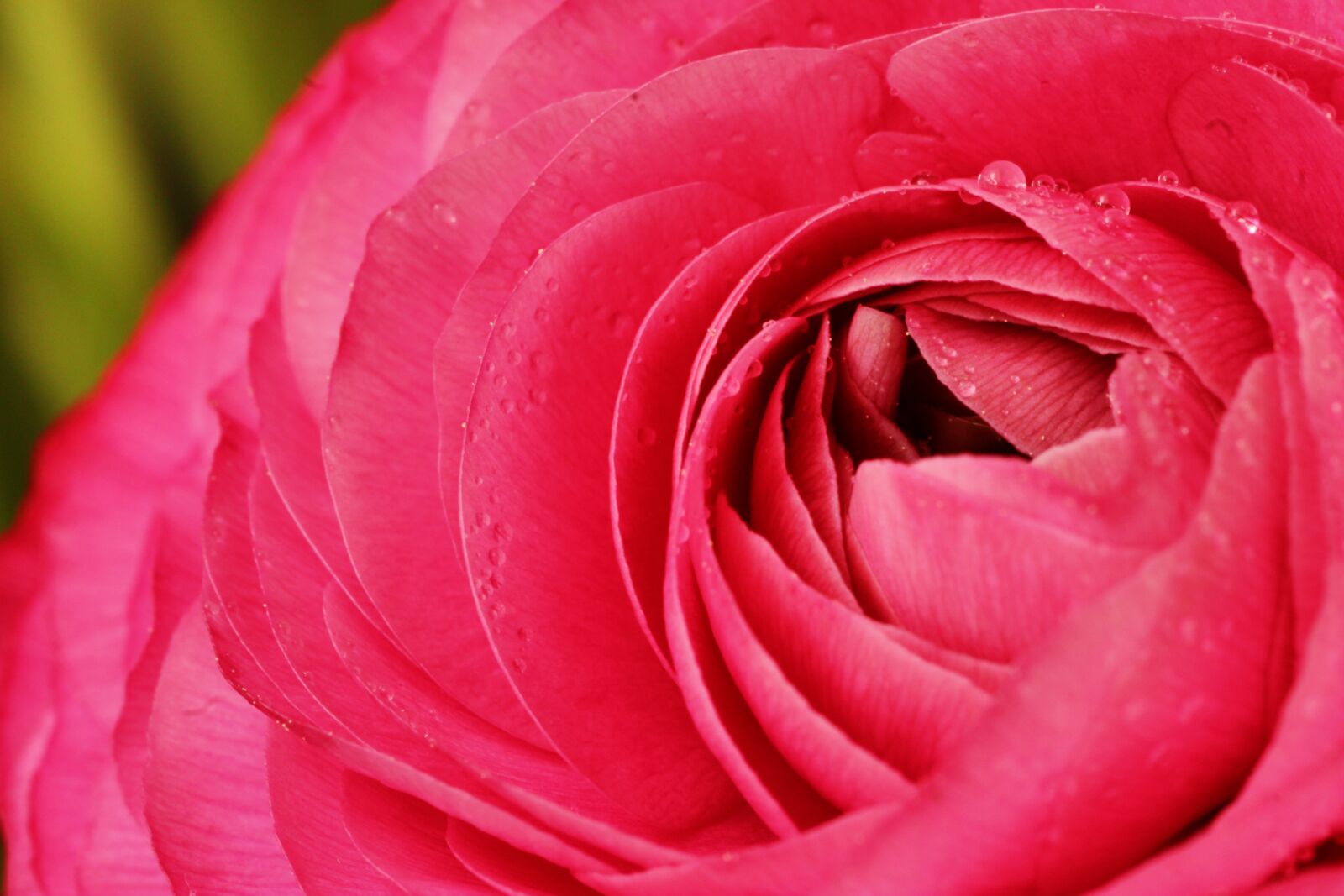 Tamron SP 90mm F2.8 Di VC USD 1:1 Macro sample photo. Ranunculus, flower, blossom photography