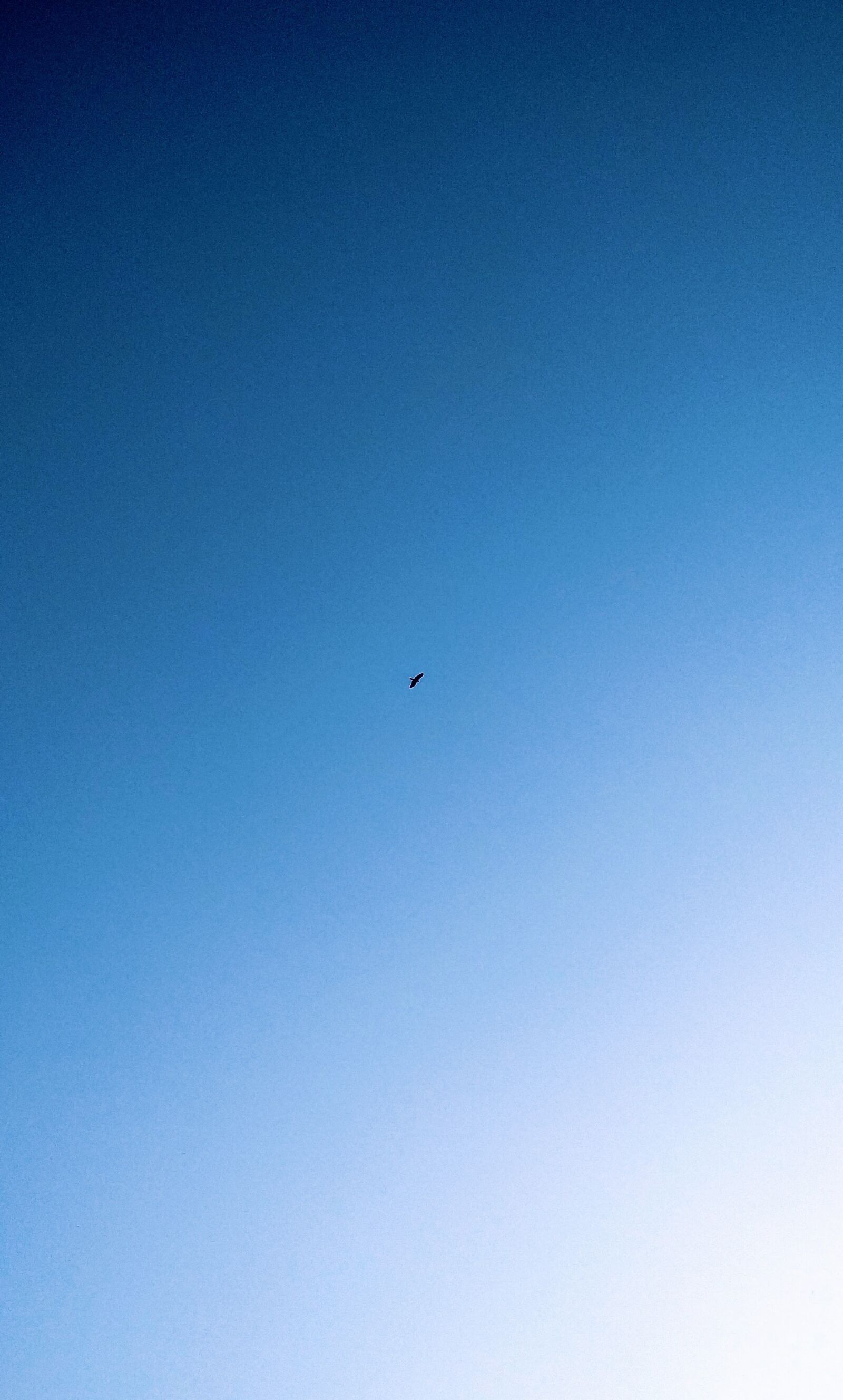 Xiaomi Redmi 4X sample photo. Blue, bird, nature photography