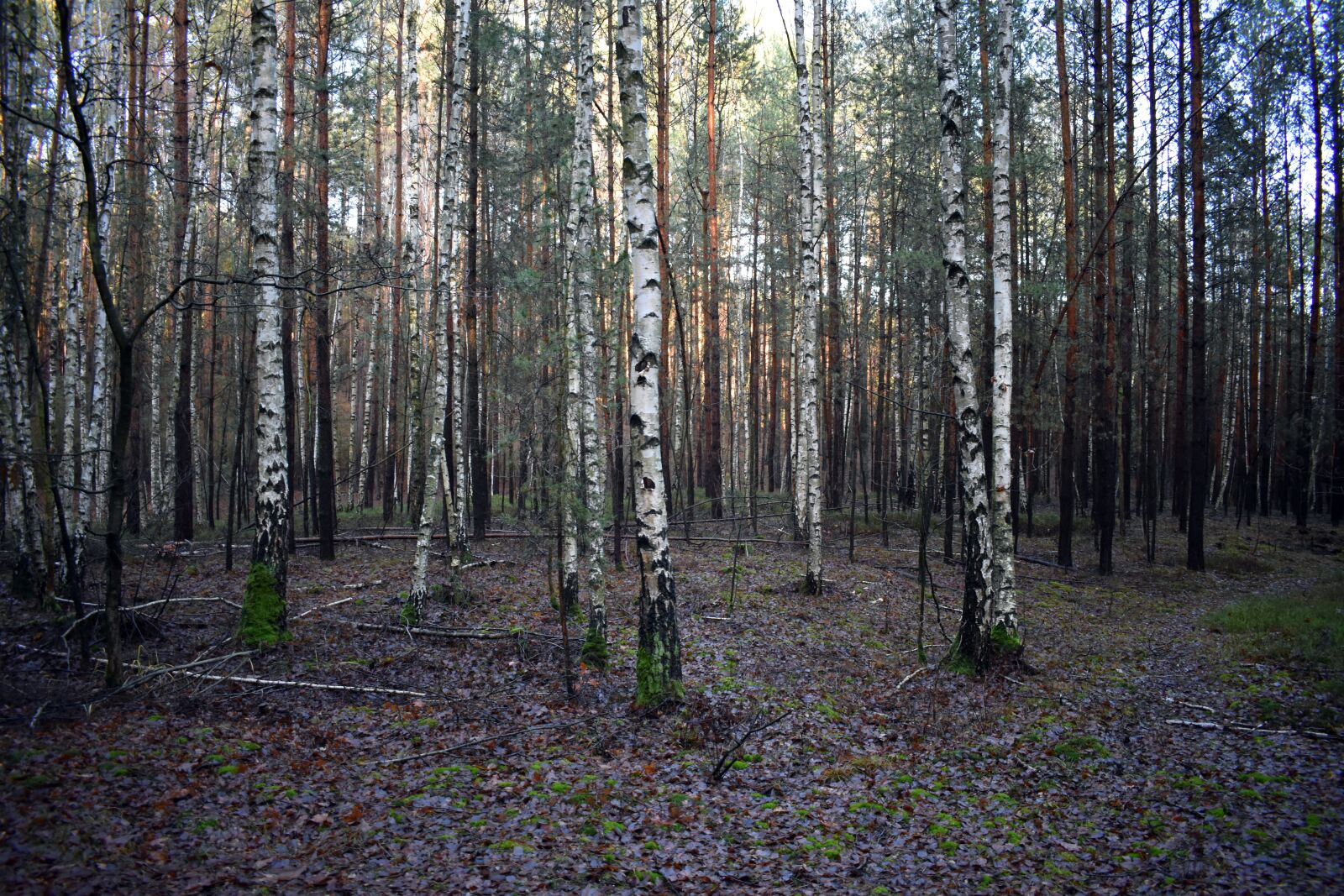 Nikon D3400 sample photo. Forest, birch, birch forest photography