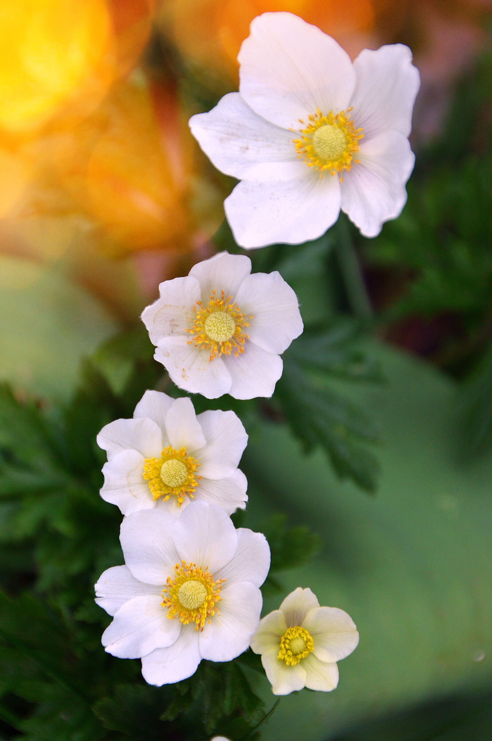 Nikon D3200 sample photo. Flower, nature, plant photography