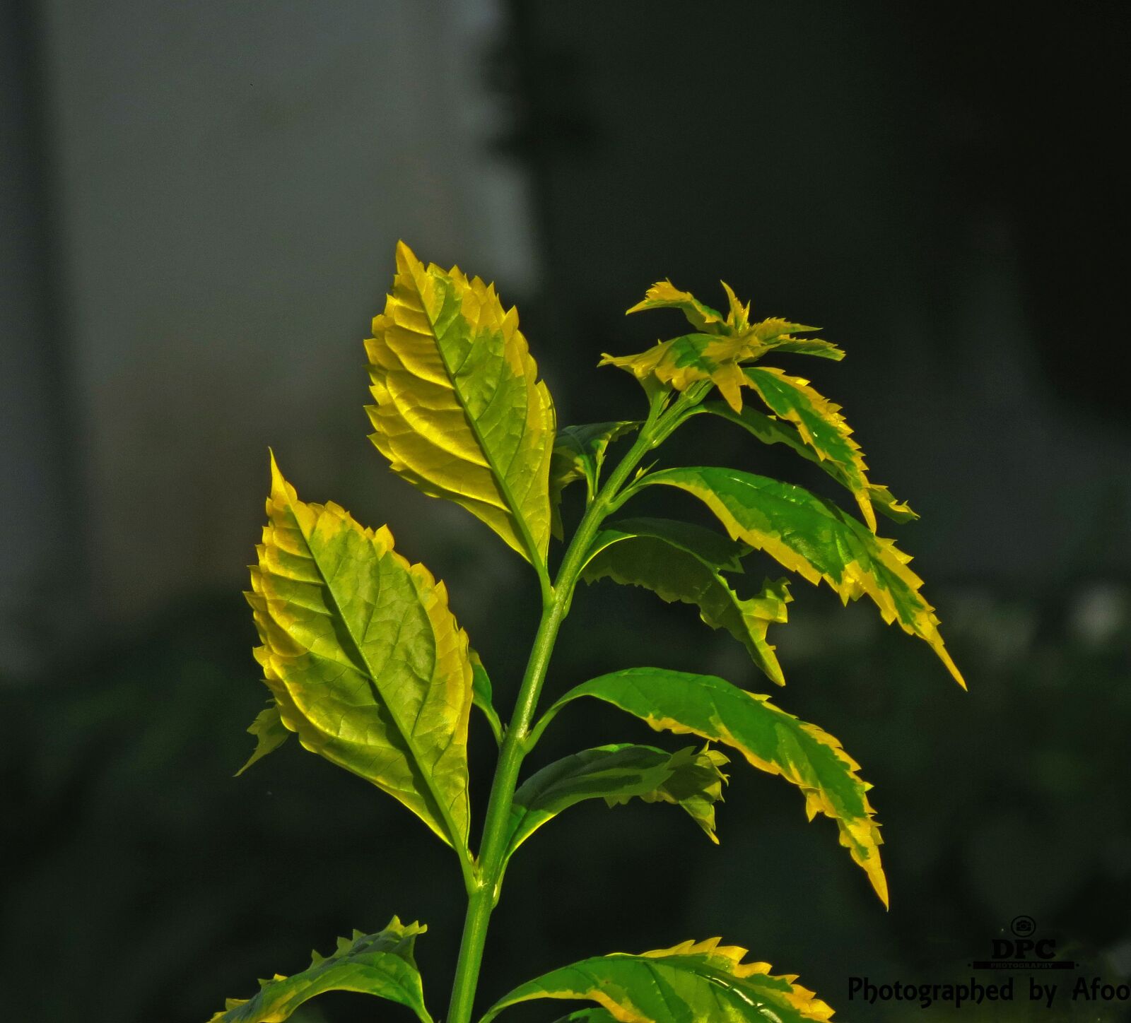 Canon PowerShot SX40 HS sample photo. Leaf, garden, plant photography
