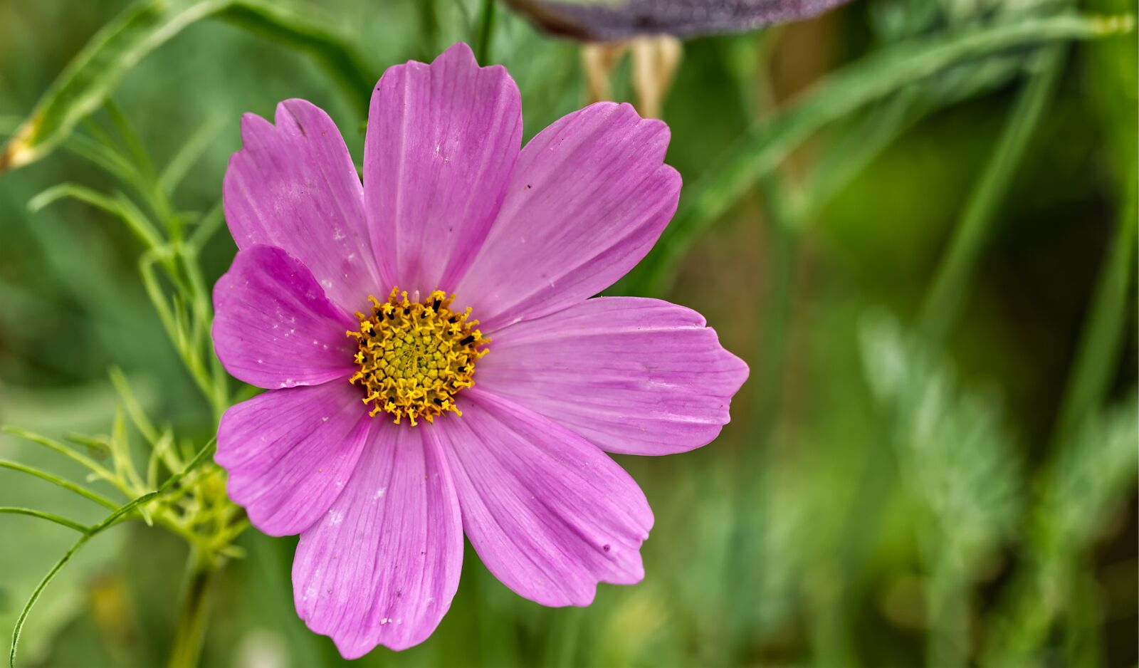 Nikon D5500 sample photo. Flower, blossom, bloom photography
