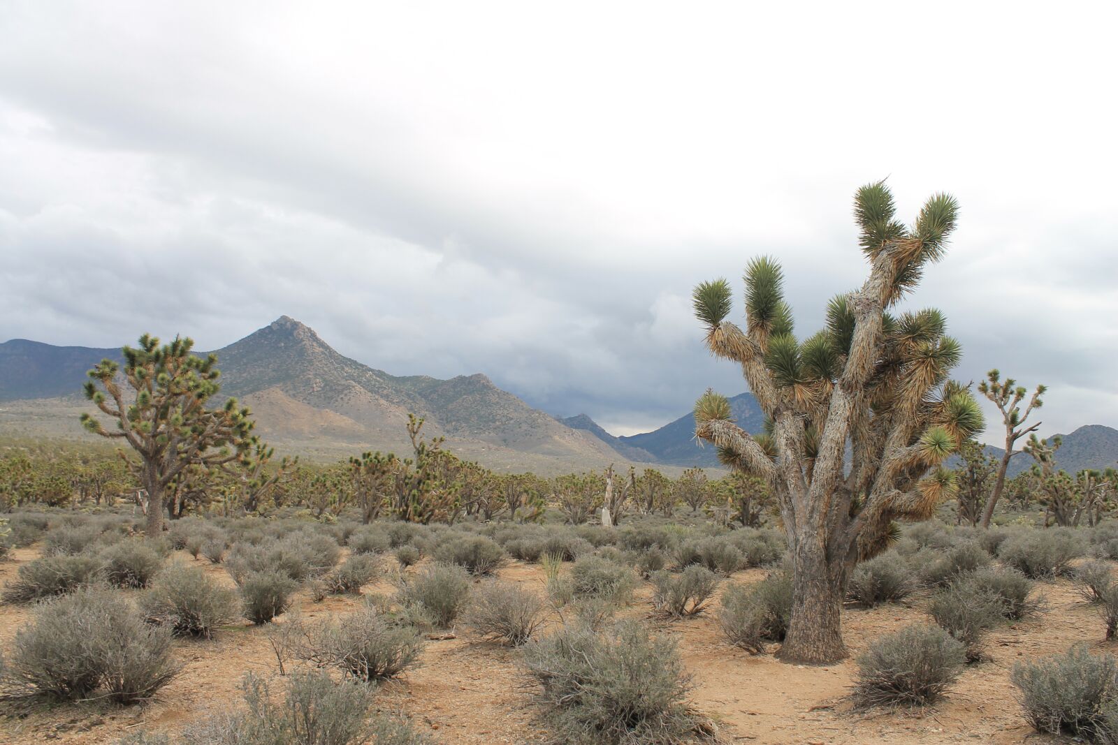 Canon EOS 1100D (EOS Rebel T3 / EOS Kiss X50) sample photo. Arizona, josua tree, desert photography