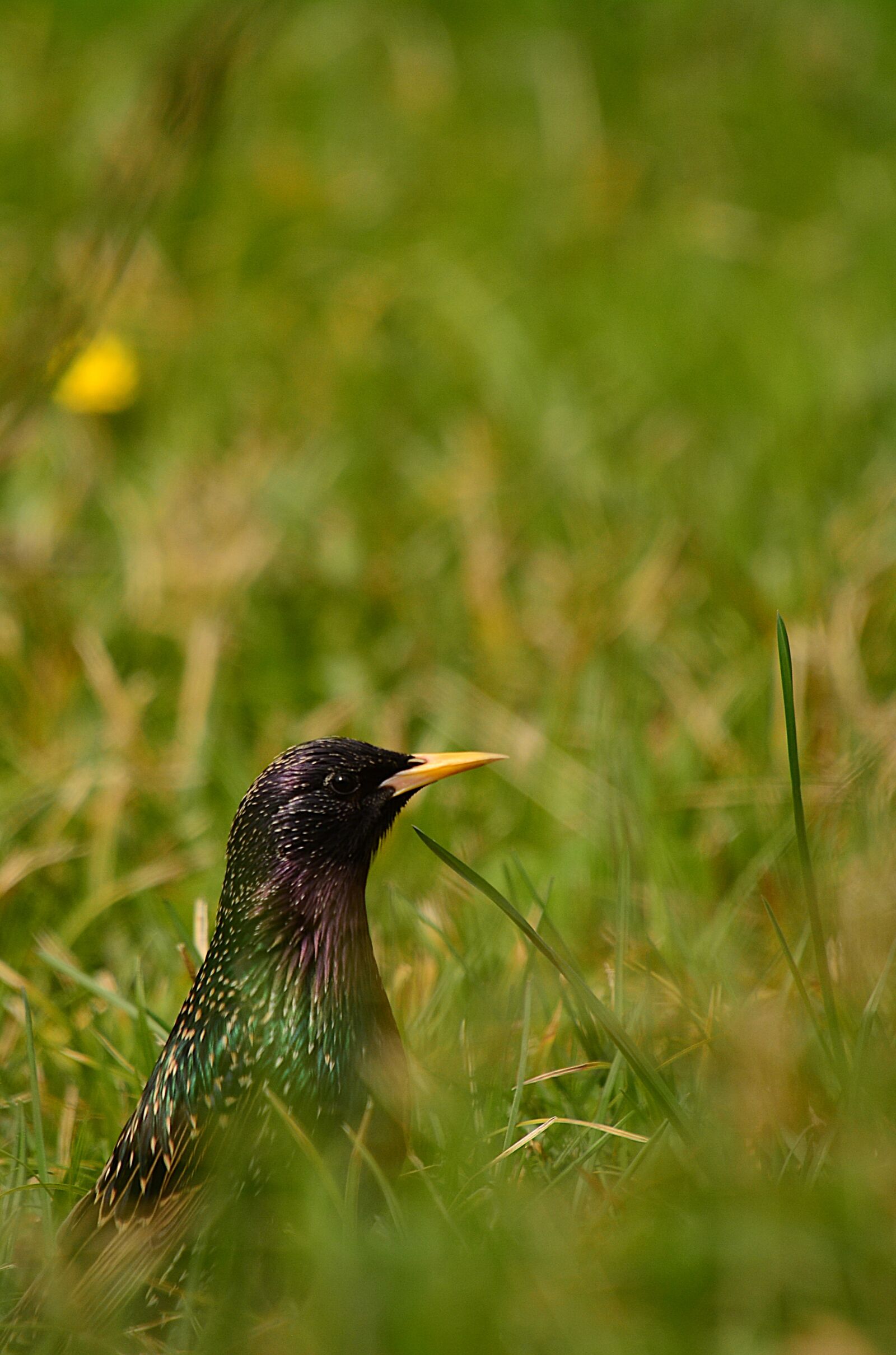 Nikon D7100 sample photo