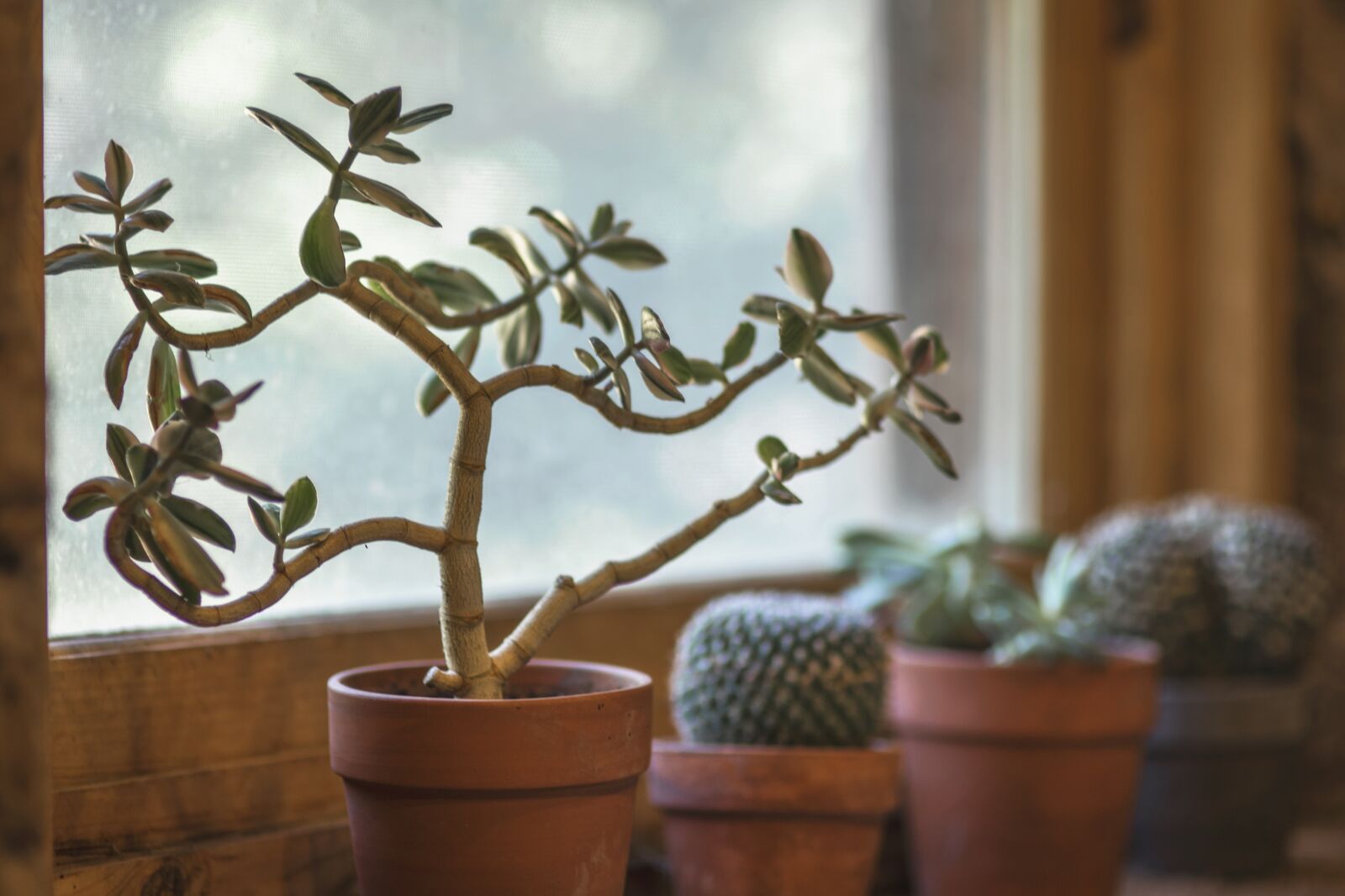 Nikon D750 sample photo. Cactus, window, kitchen photography