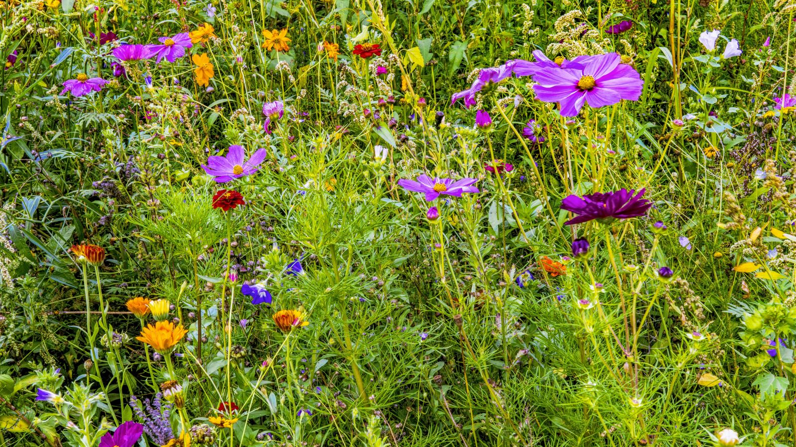 Sony a6300 + Sigma 30mm F2.8 EX DN sample photo. Flower meadow, colorful, flowers photography