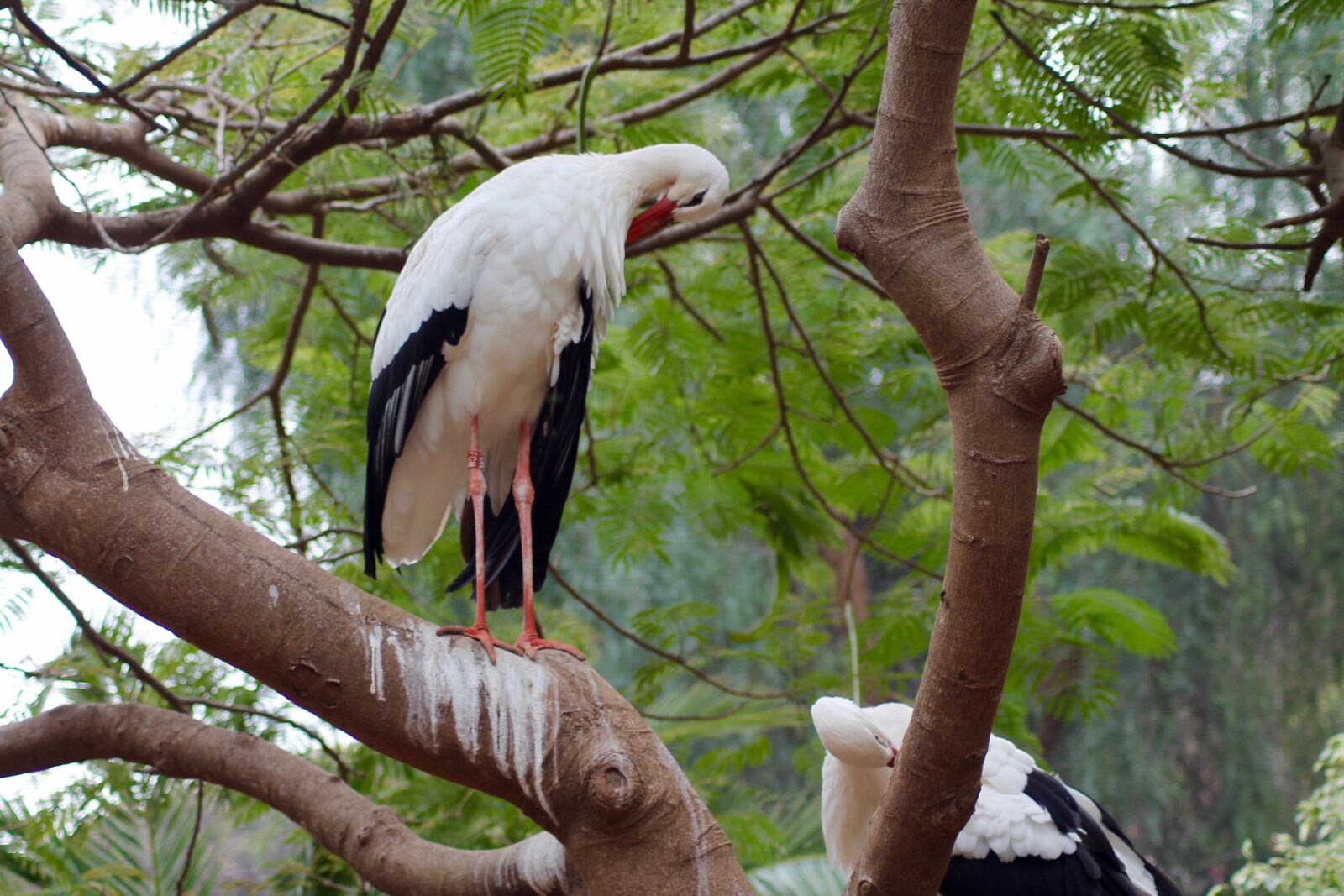 Canon EOS 1100D (EOS Rebel T3 / EOS Kiss X50) sample photo. Zoo, bird photography