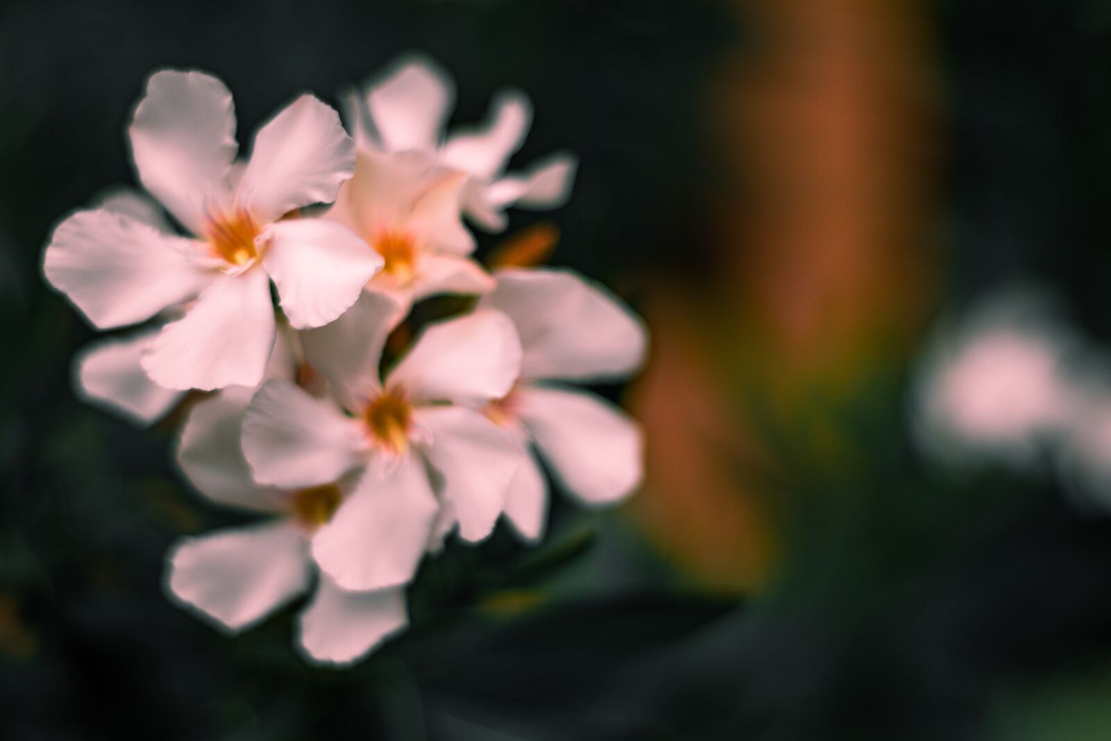 Nikon D3500 sample photo. Plant, flower, white photography