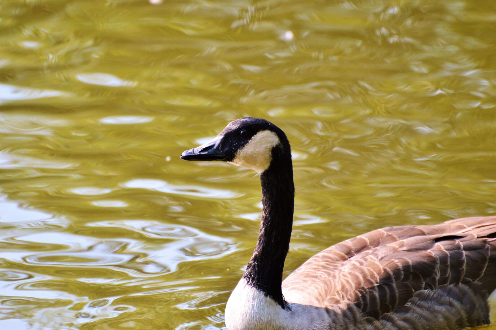 Nikon D3200 sample photo. Wild goose, goose, water photography