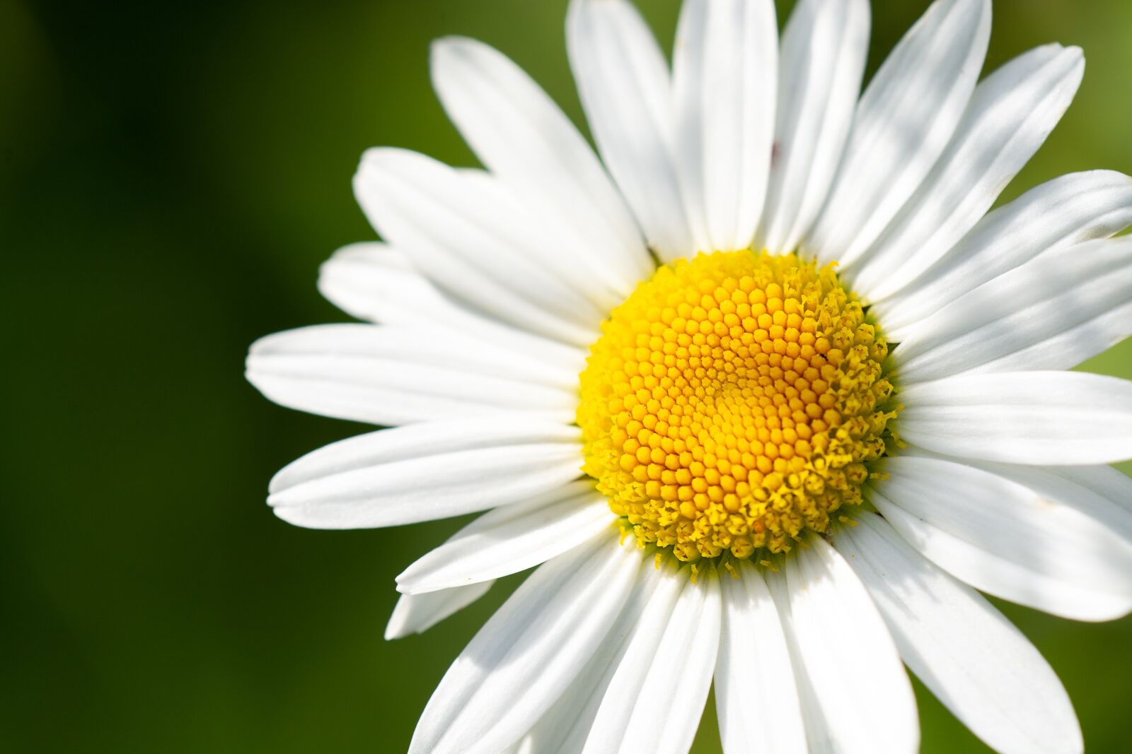Nikon D7100 sample photo. Marguerite, pointed flower, white photography