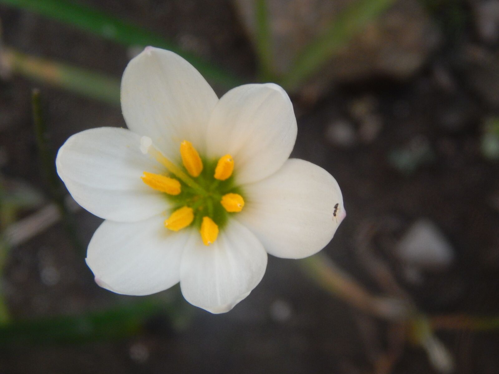 Nikon Coolpix L820 sample photo. Flower, white, pistils photography