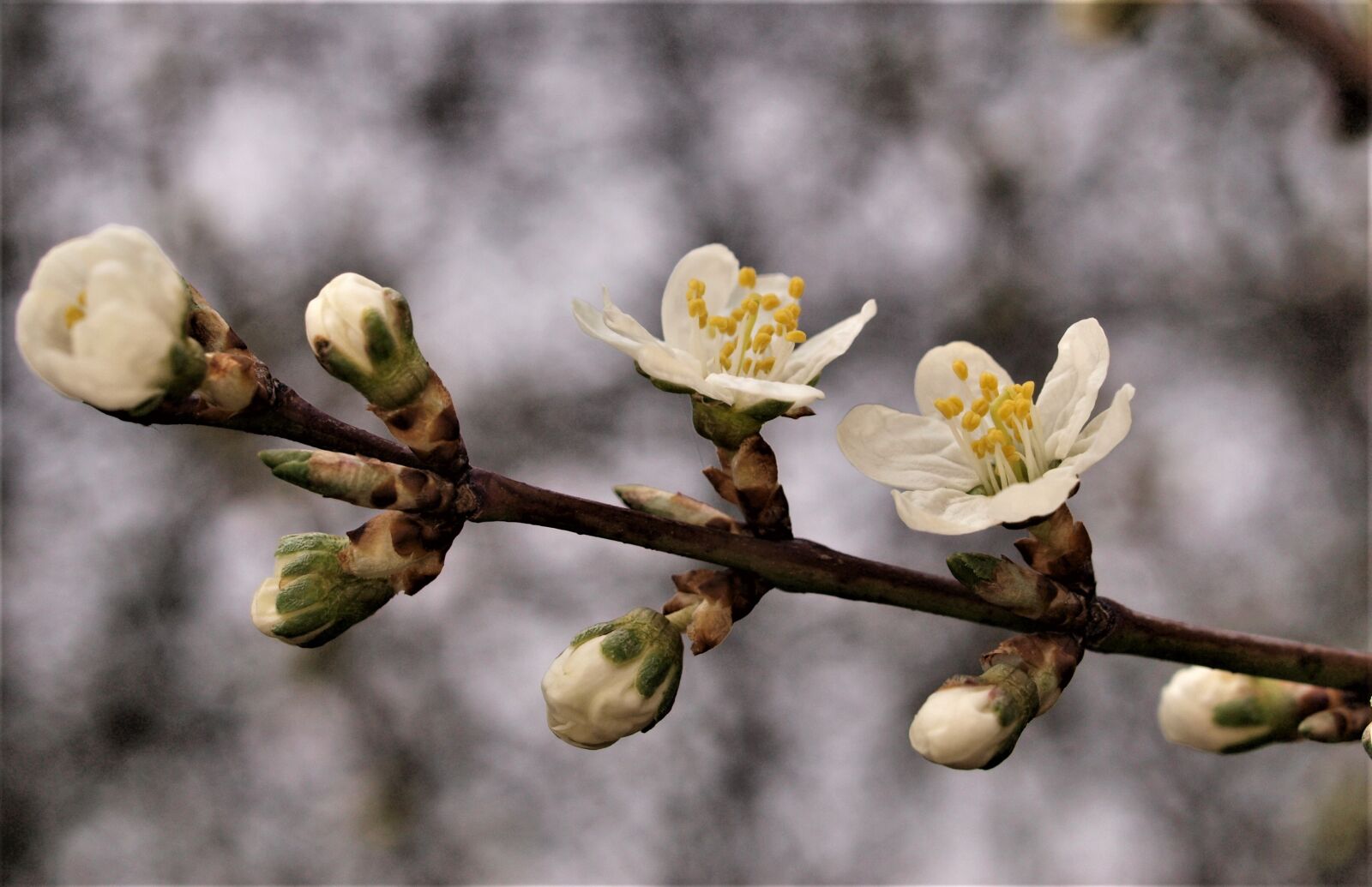 Olympus E-520 (EVOLT E-520) sample photo. Tree, branch, flower photography