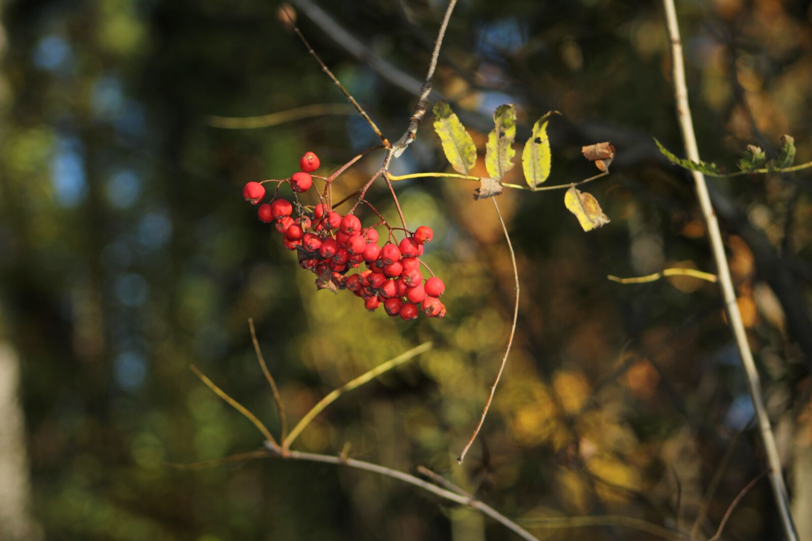 Canon EOS 1300D (EOS Rebel T6 / EOS Kiss X80) sample photo. Ptaci zob, nature, autumn photography