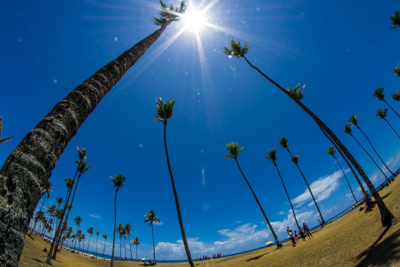 Nikon D3100 sample photo. 8mm, blue, coqueiro, fisheye photography