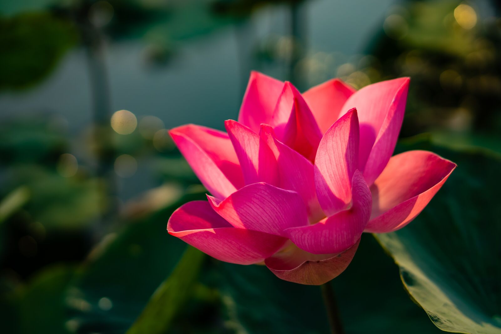 Sony a6000 + E 50mm F1.8 OSS sample photo. Lotus, flower, the leaves photography